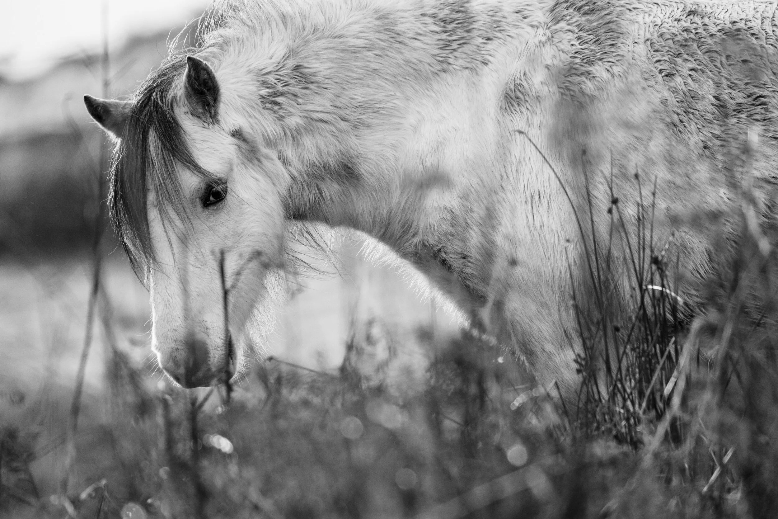 Carneddau_Pony-1.jpg