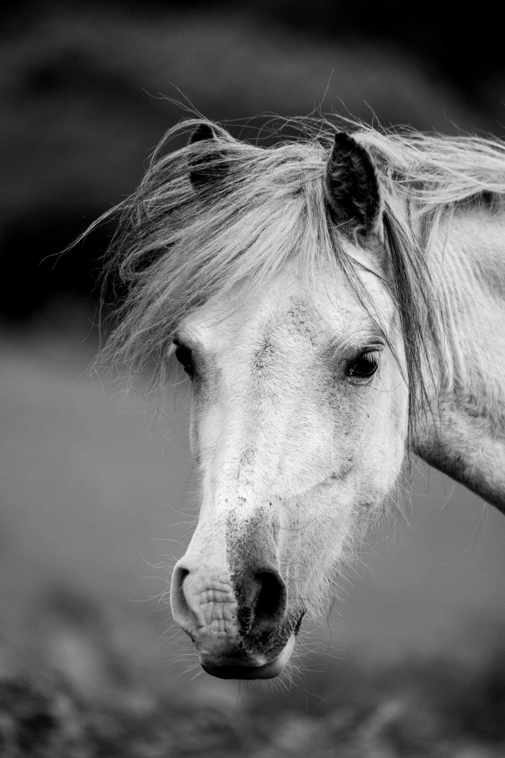 Carneddau_Pony-14.jpg