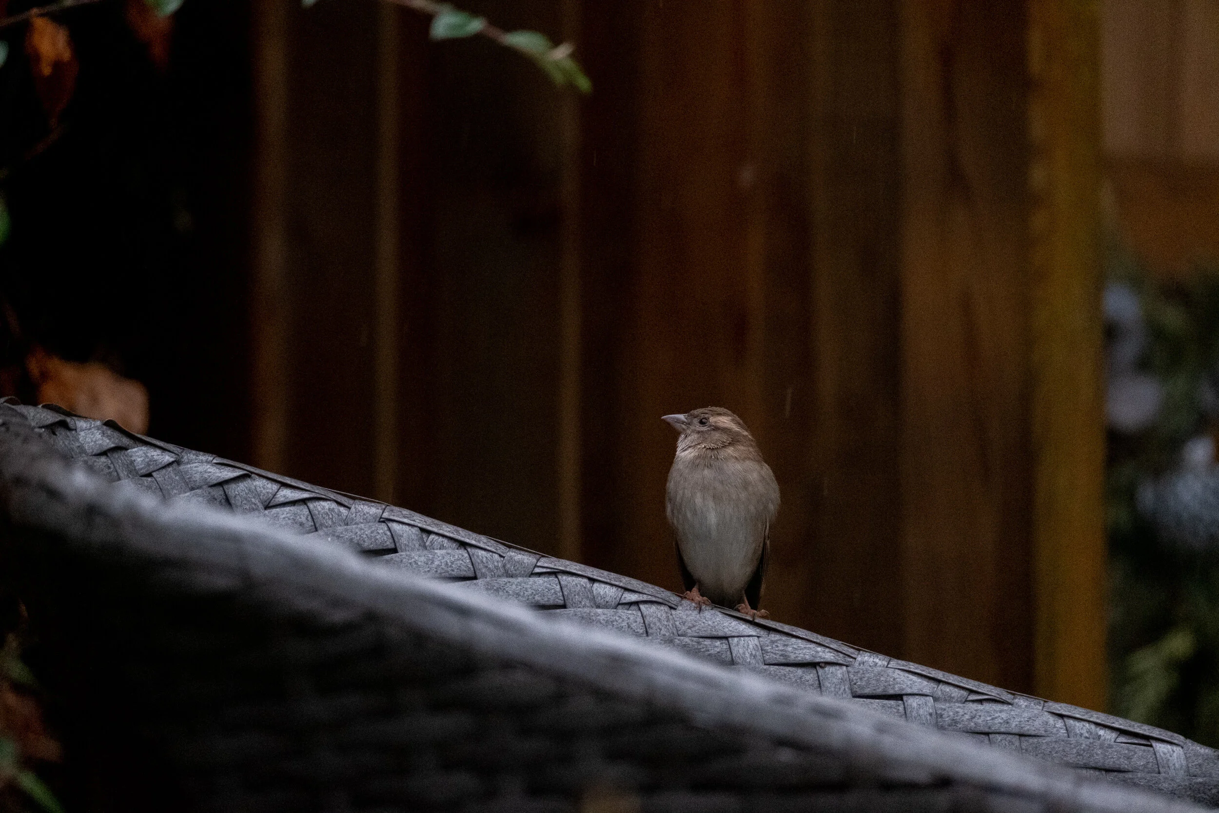 DSCF0901.jpg