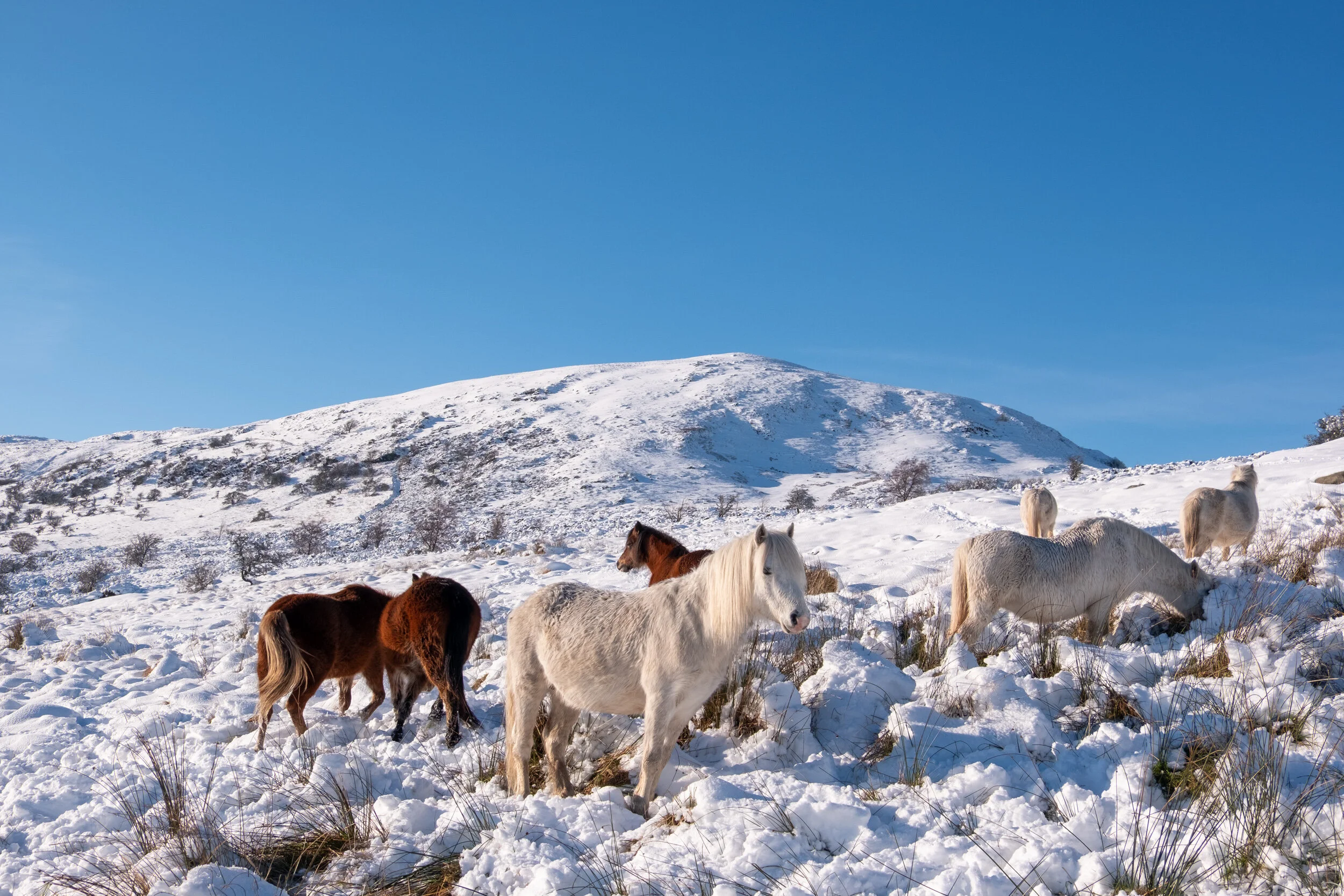 Carneddau_Pony-17.jpg