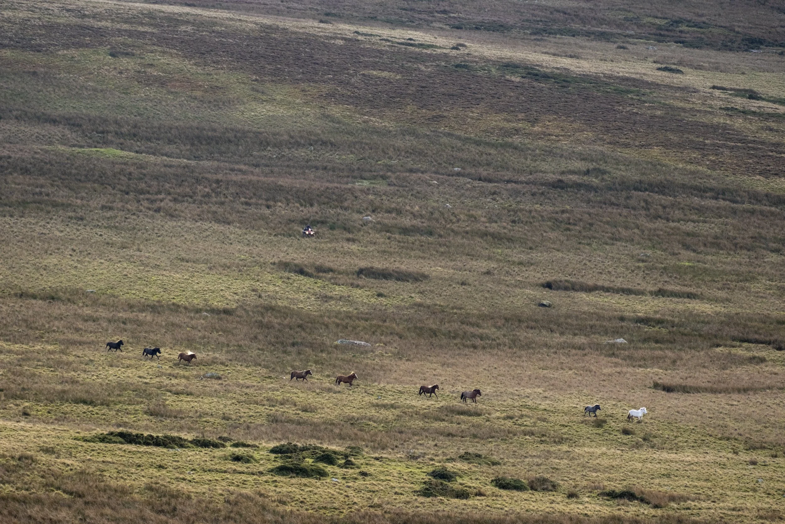 CarneddauPonies-3.jpg