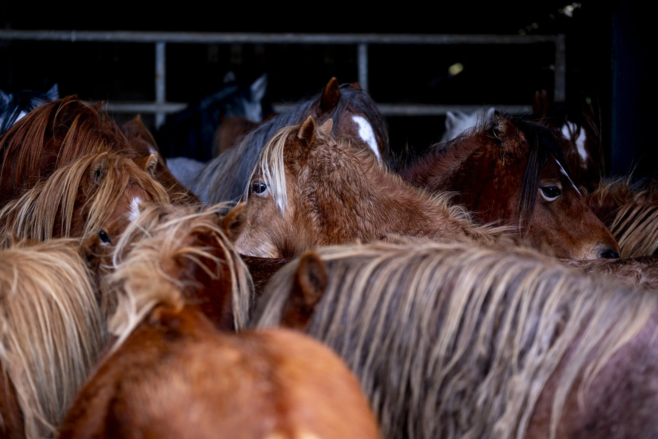CarneddauPonies-30.jpg