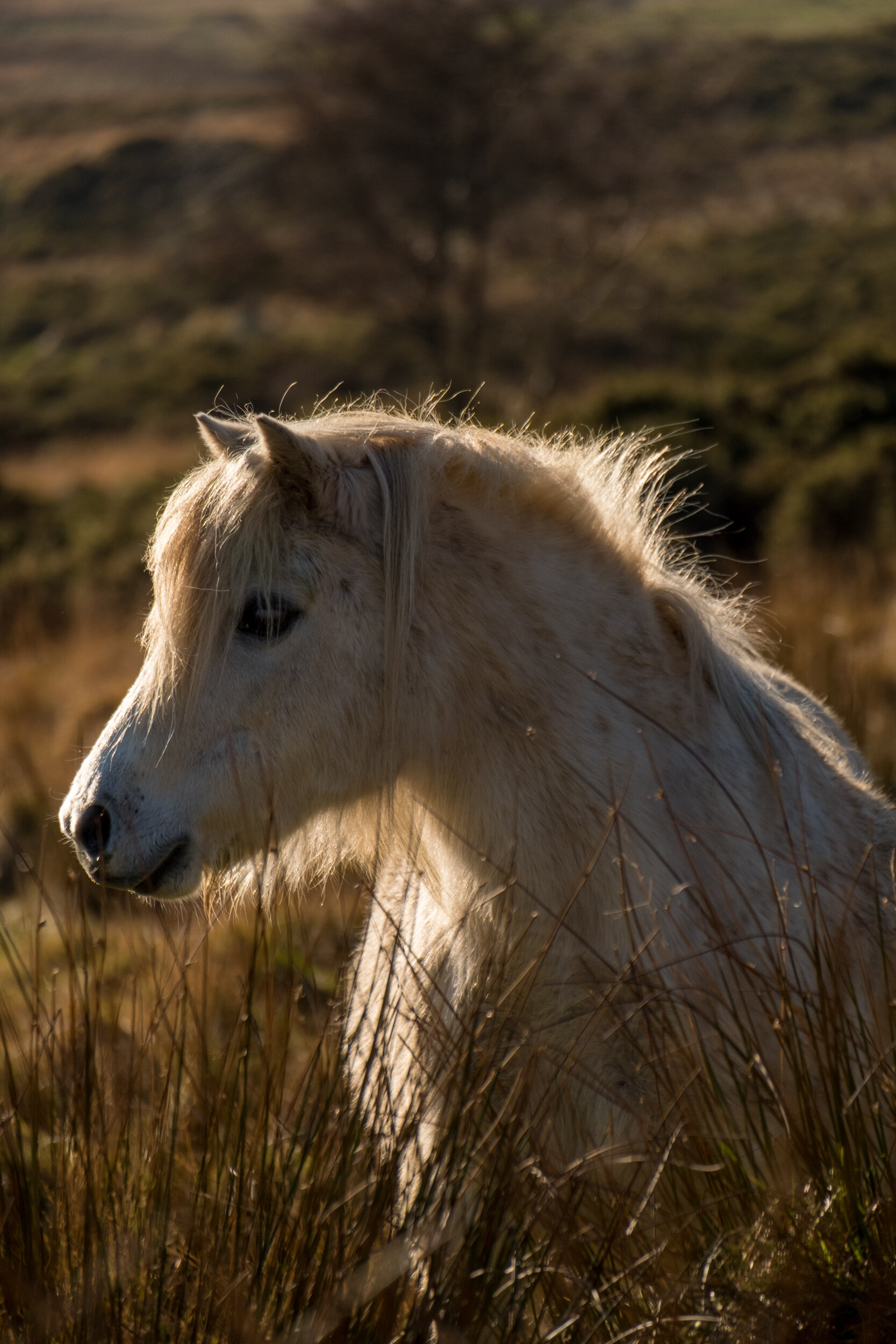 Carneddau_Pony-5.jpg