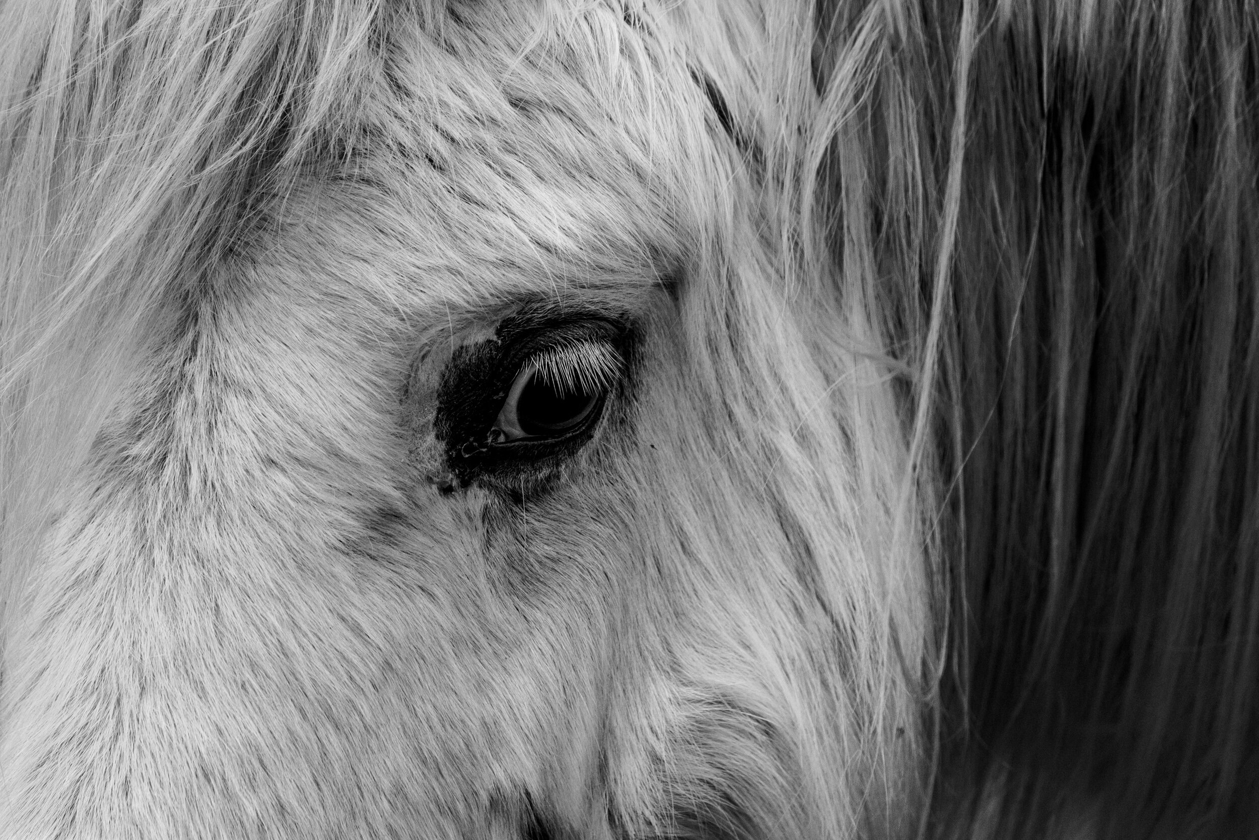 The Carneddau Ponies have been roaming the Carneddau Mountain range in Snowdonia since as far back as the bronze age and there's currently around about 300 in the herd. They're not fully wild as they're managed, with some being removed each year to p