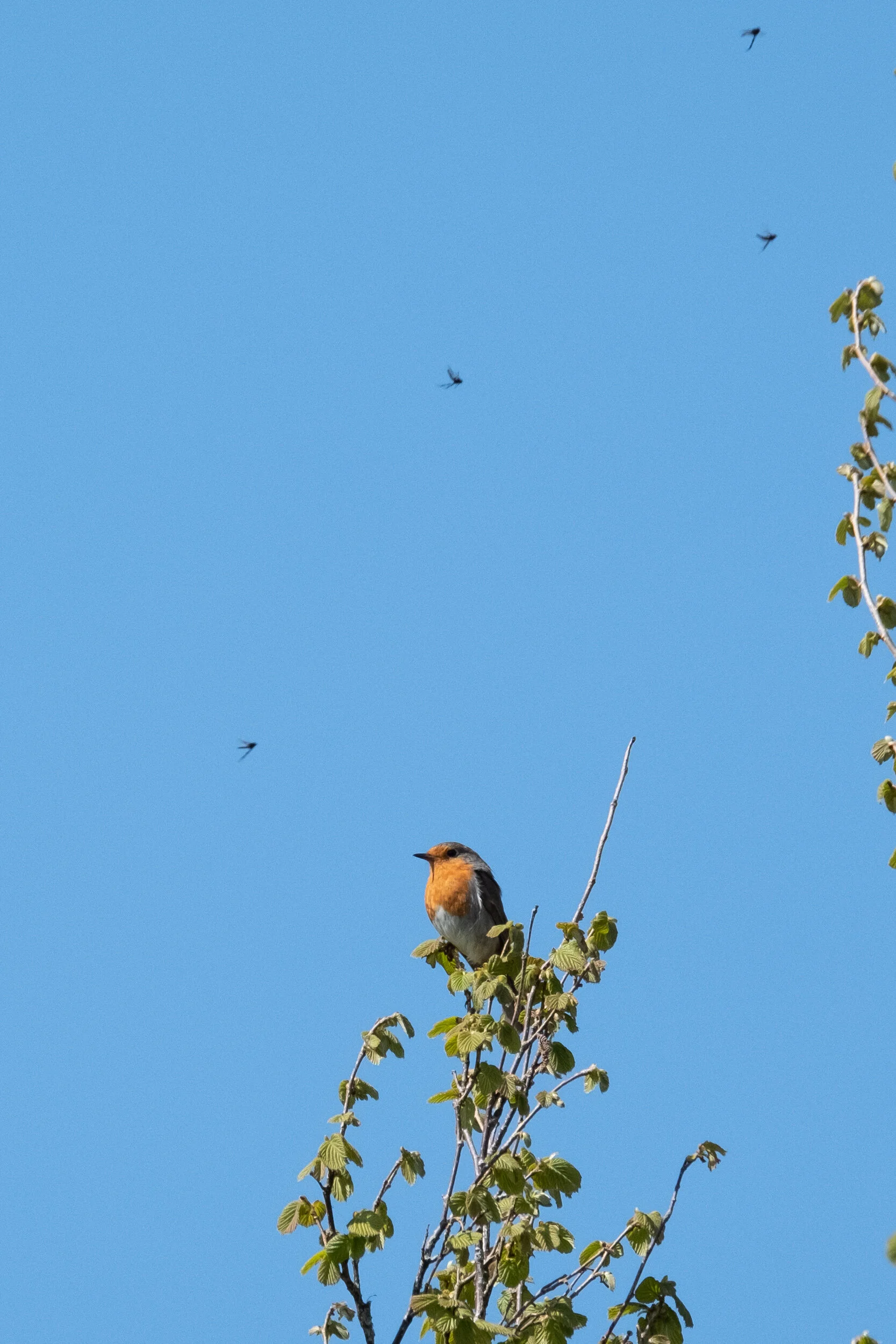 DSCF5471.jpg