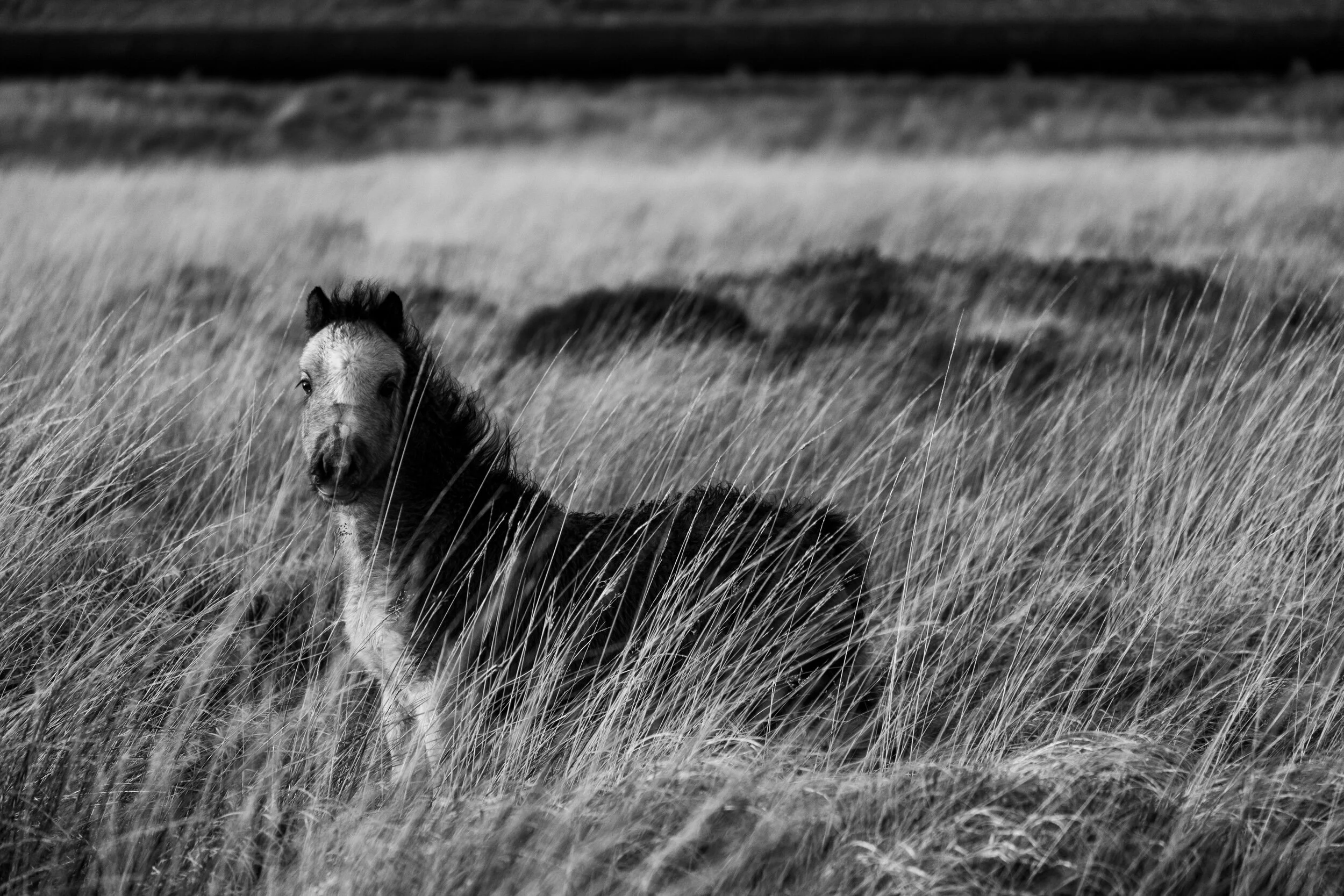 Carneddau_Pony-8.jpg