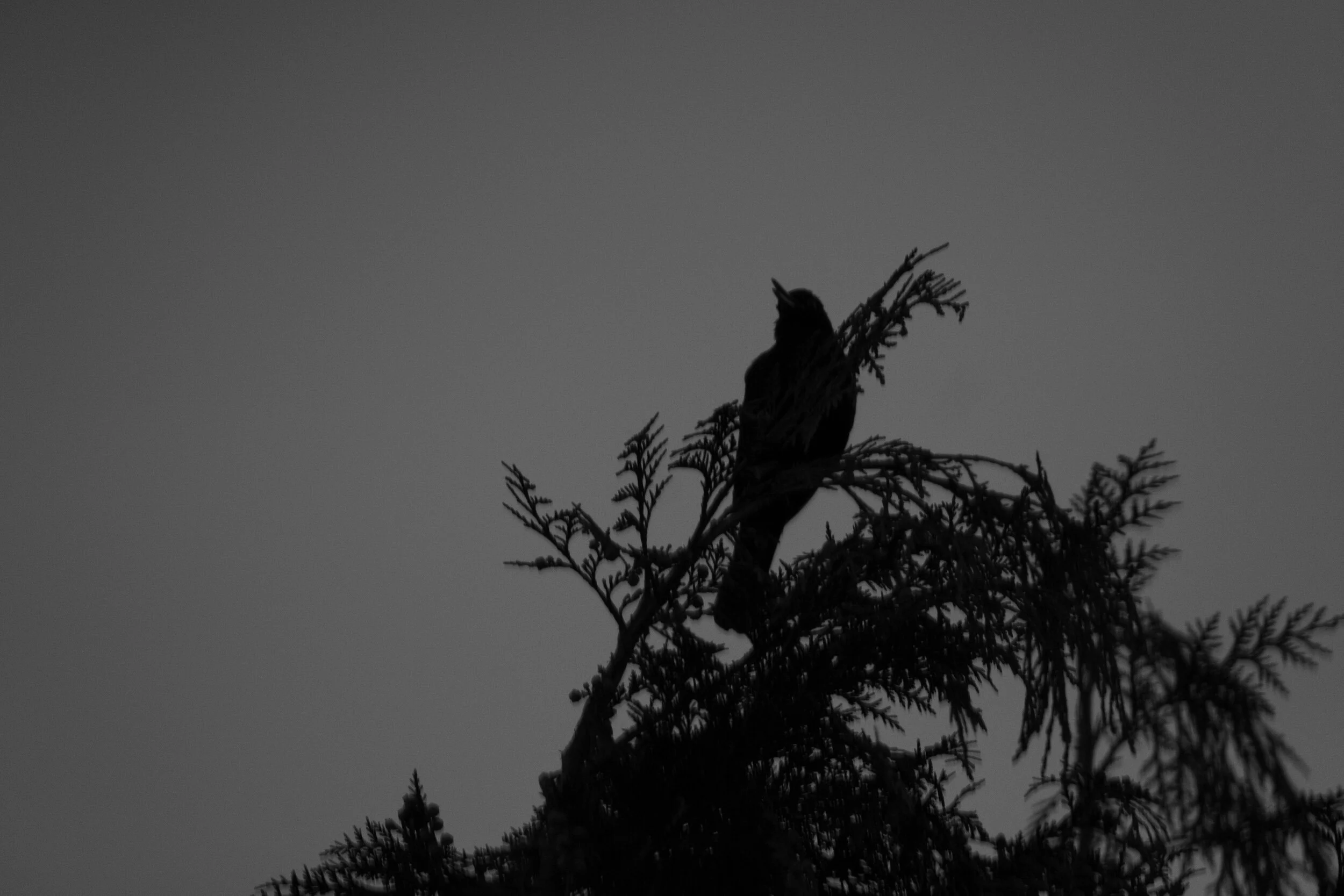 DSCF0540.jpg