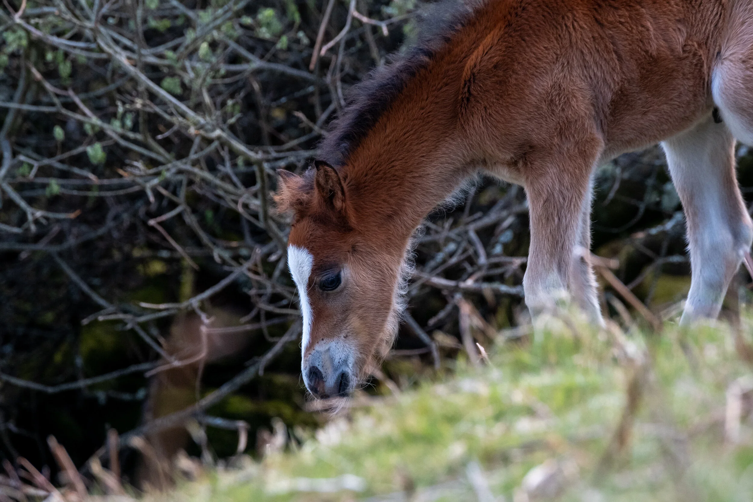 Carneddau_Pony-23.jpg