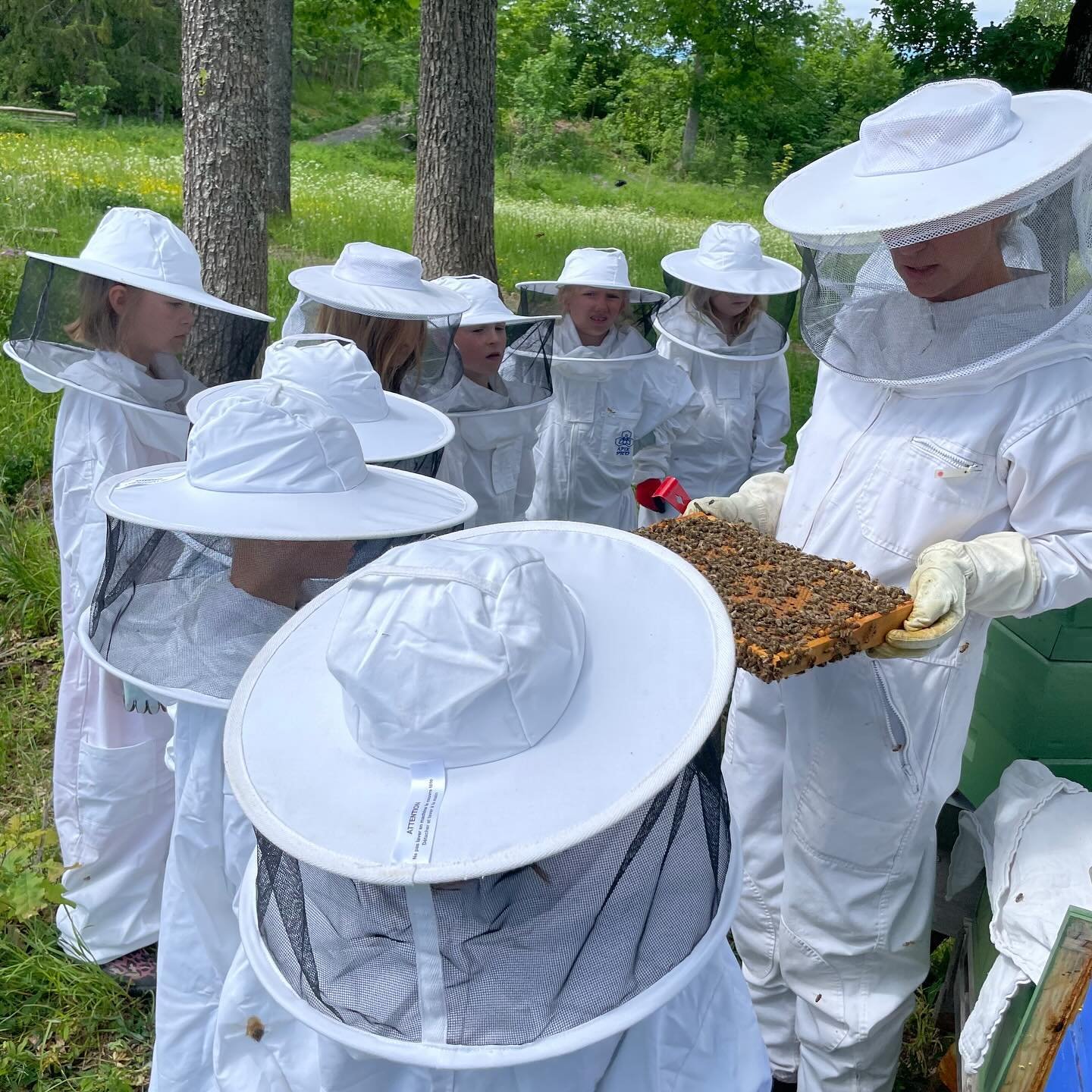 2.klasse har v&aelig;rt p&aring; g&aring;rdsbes&oslash;k hos Solhattens skolehageansvarlig, Ingerid, som er bir&oslash;kter🐝 Der m&oslash;tte de mange flittige bier🐝, en rolig ku🐄 og 4 uker gamle geitekillinger🐐Dr&oslash;mmedag!🤩 

#stia #steine