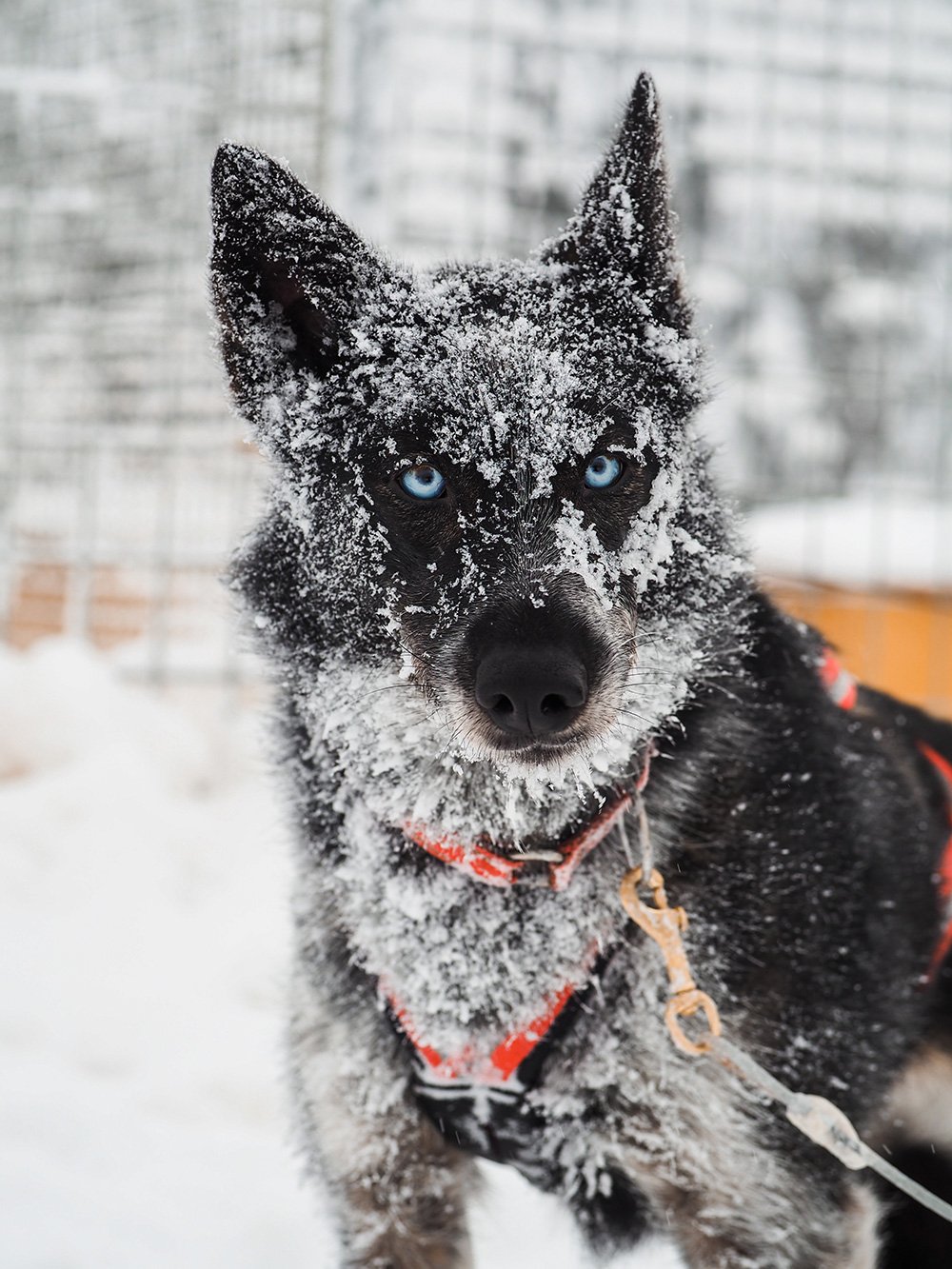 Husky-safari 1.jpg