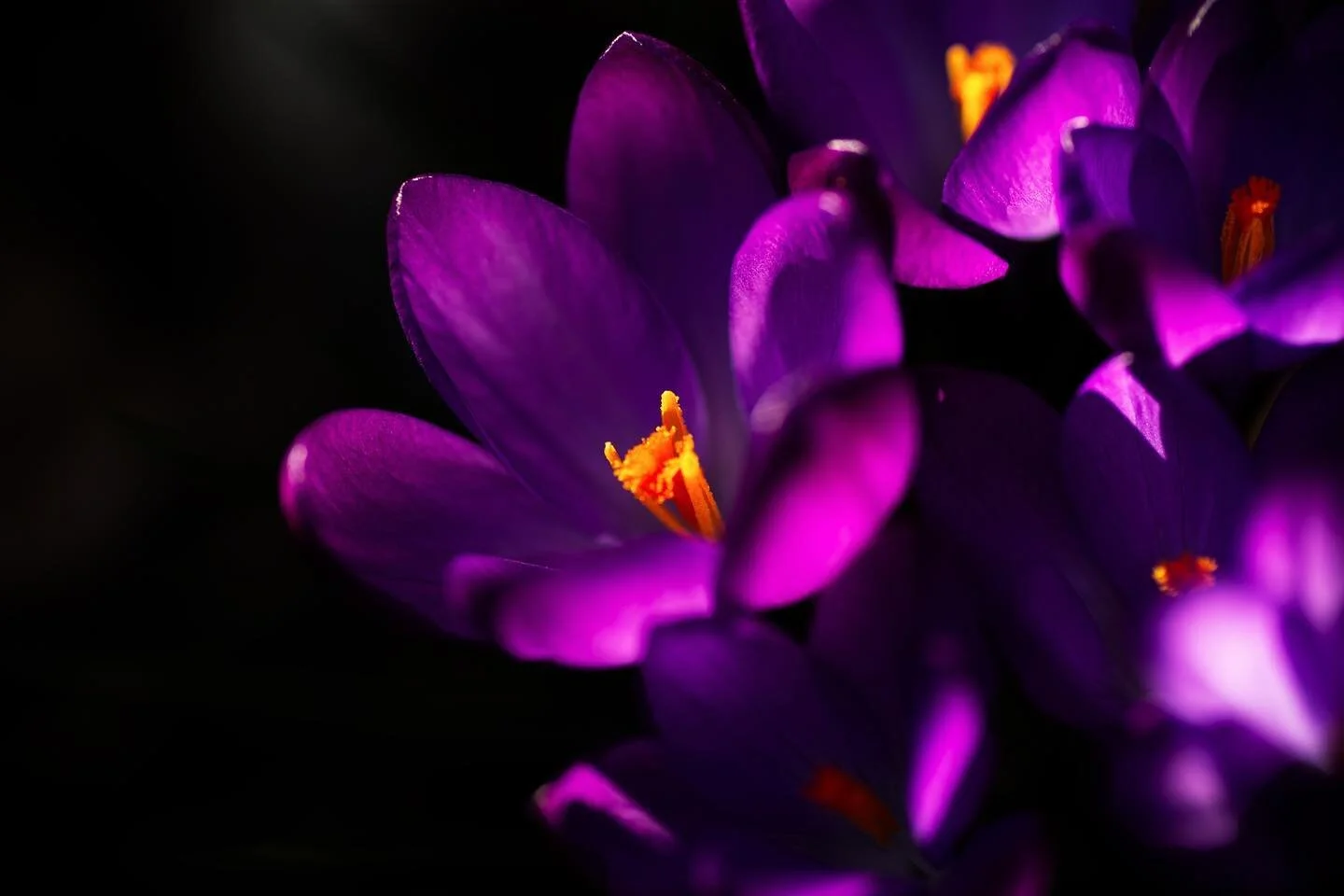 Some colours in the shade in the garden 
-
-
-
-
-
-
#canonphotography #canonphotographers #canonnordic #canonsweden #sweden #rawphotography #photography #photographylovers #photooftheday #instaphoto #picture #pictures #art #beautiful #instagood #pic