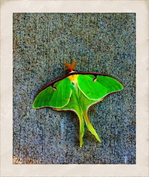 Luna Moth