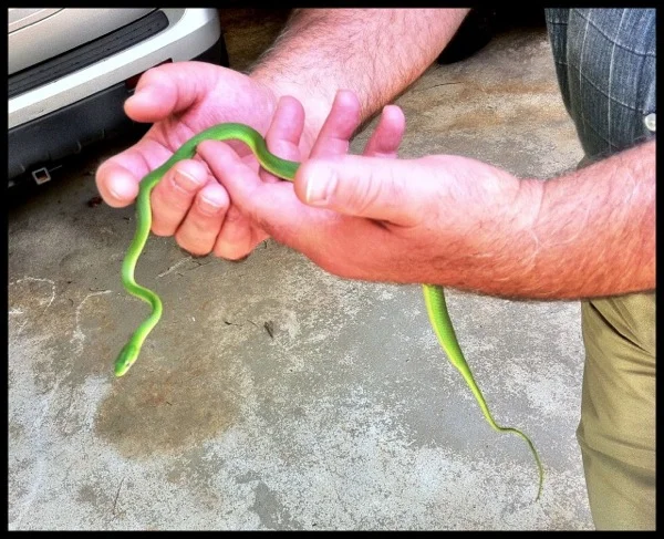 Rough Green Snake