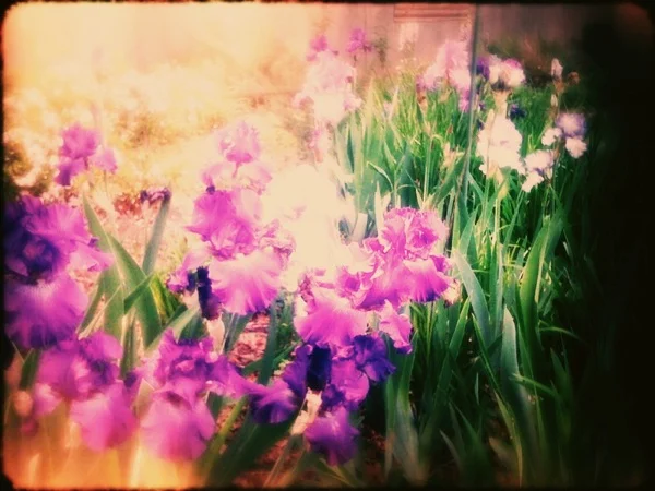 Irises in the Garden