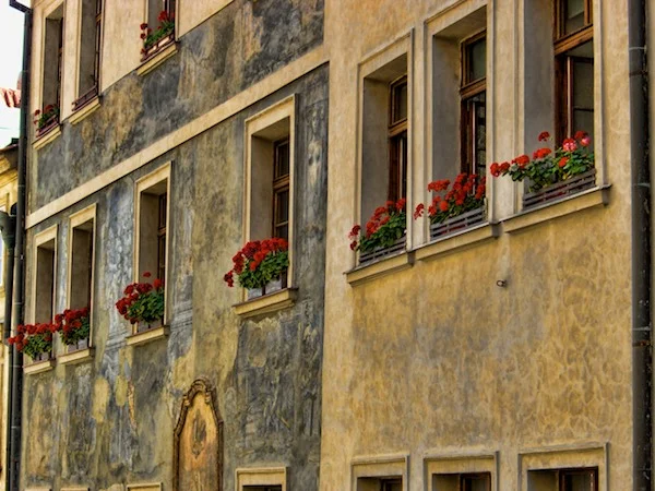Red Geraniums in Window Boxes