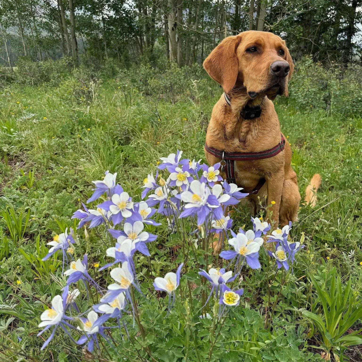 Our favorite #loftsatbasecamp residents have four legs. Contact us for su-paw deals on long term &amp; seasonal rentals available immediately! 

Contact info:
leasing@mountaintownmgmt.com
loftsatsbc.com

#GraceTheDog #SteamboatBasecampDogs