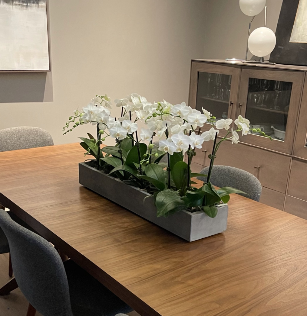 Phalaenopsis Orchids