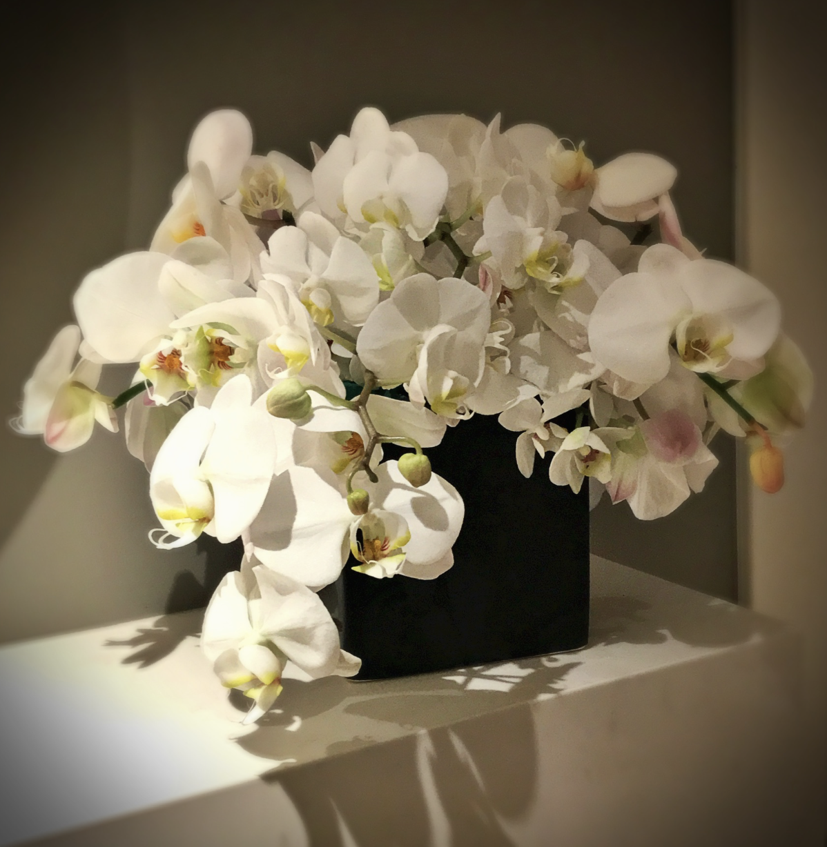 Phalaenopsis Orchids