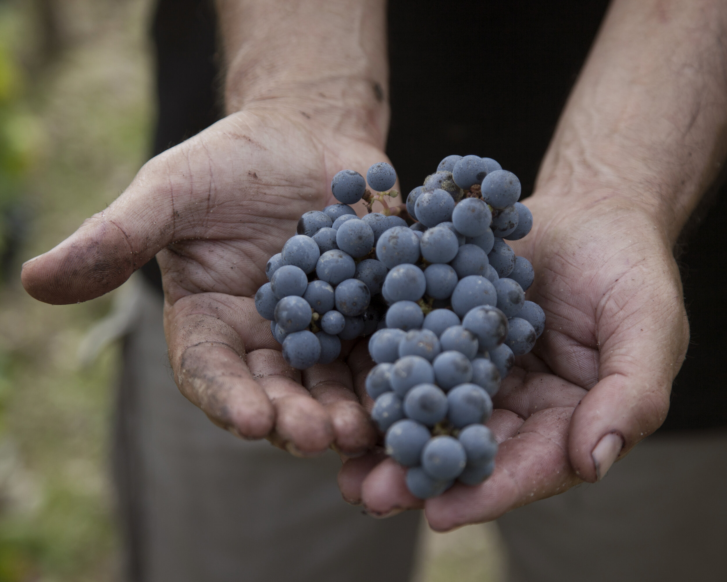 Château Dauzac, a Margaux — Vineyard Wines