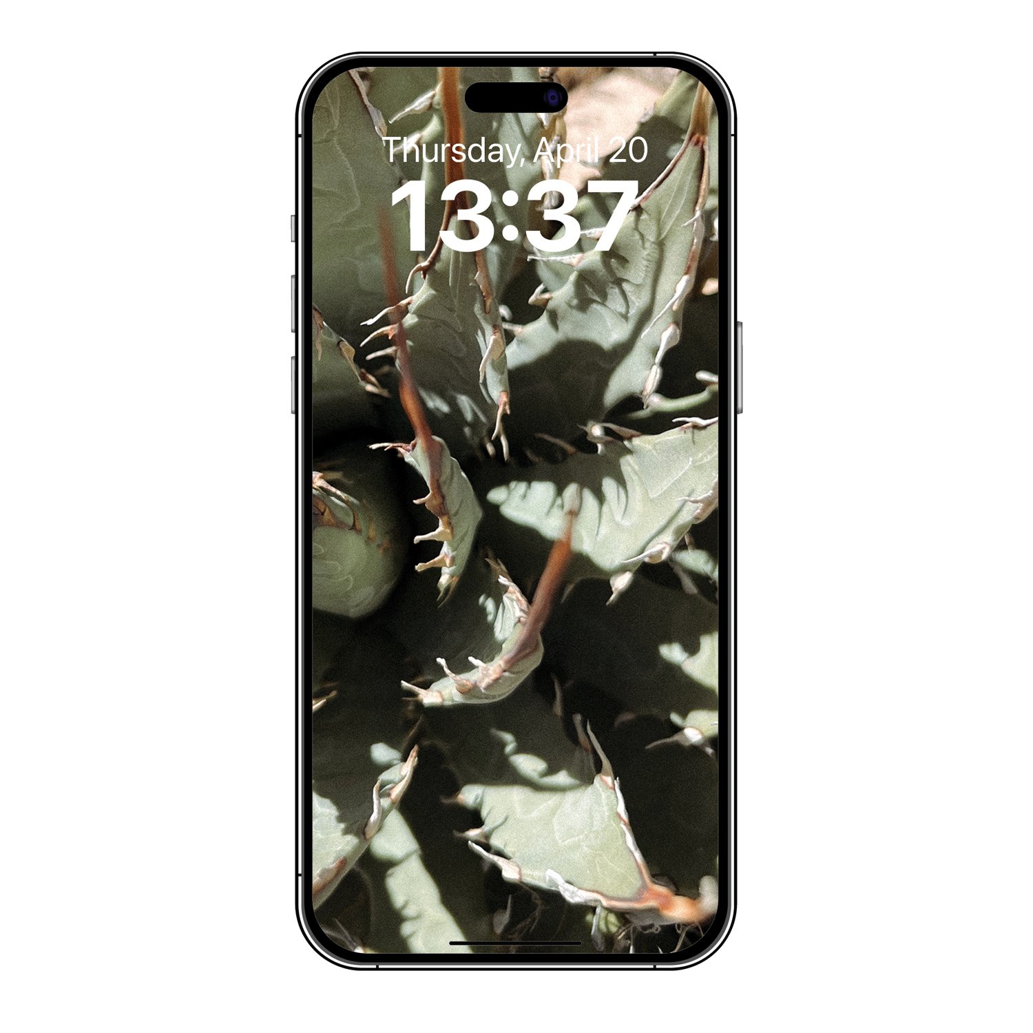 pointy-green-2-josesierra-PHONE.jpg