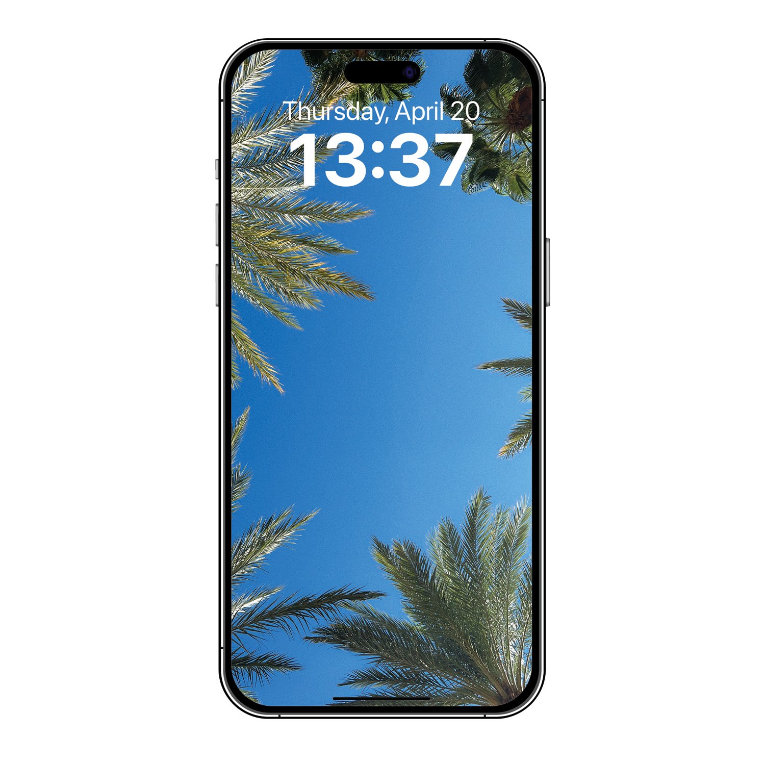 palm-trees-josesierra-PHONE.jpg