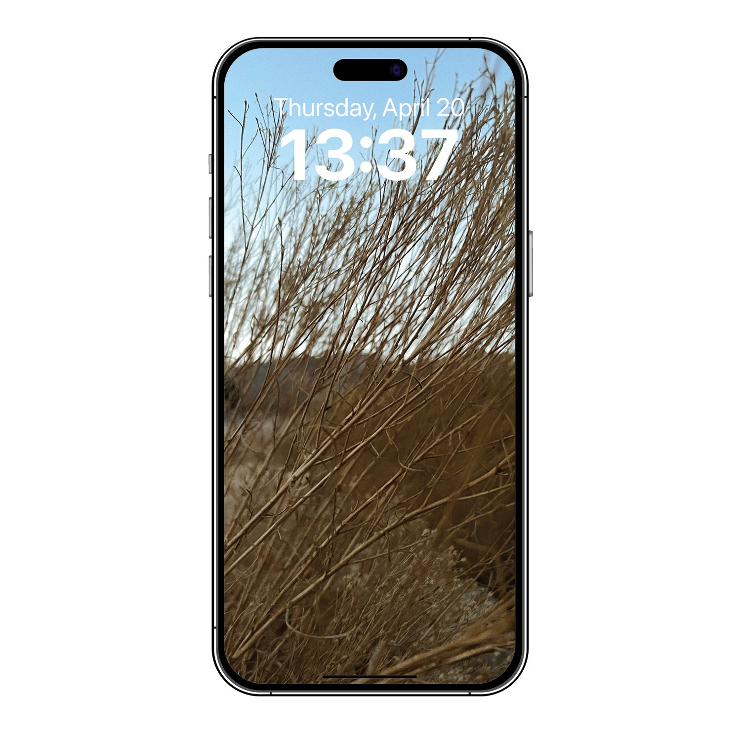 Bush-wind-josesierra-PHONE.jpg