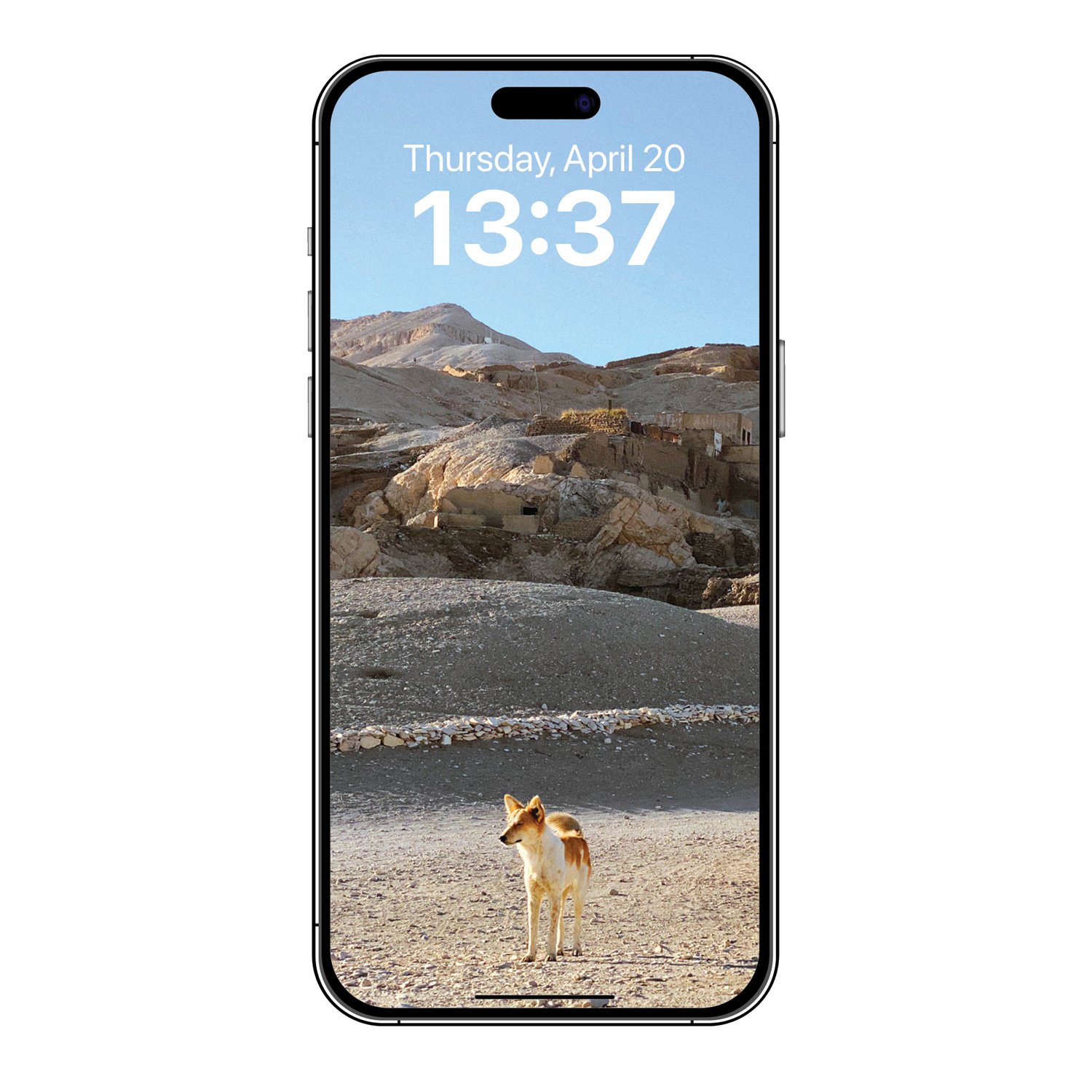 Solo-Dog-1-josesierra-PHONE.jpg