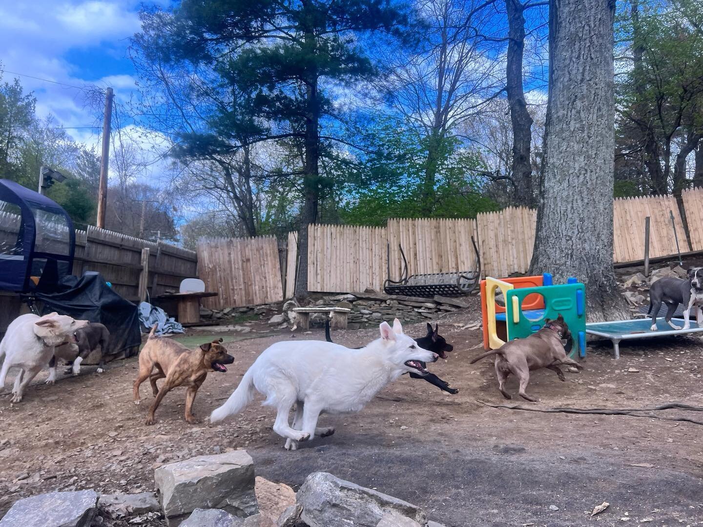 Today we celebrated clear skies! ☀️A proud place of refuge for the lost &amp; wild 🐾 https://www.bighairanimalrescue.com/
