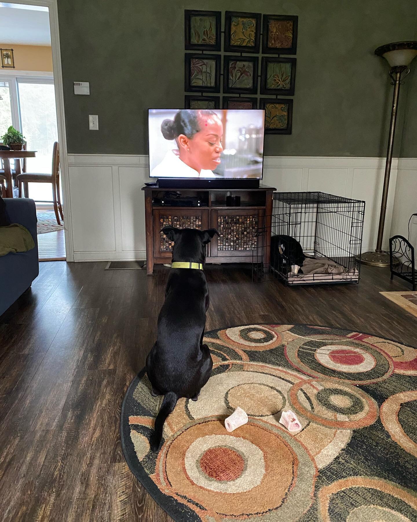 I received an update on my Linus! He likes the food network channel 😆 I think all those bones his mama gets him from the butcher shop have an influence 🦴 Linus is quite the gentleman these days! Found as a puppy waiting for his mama who was hit by 