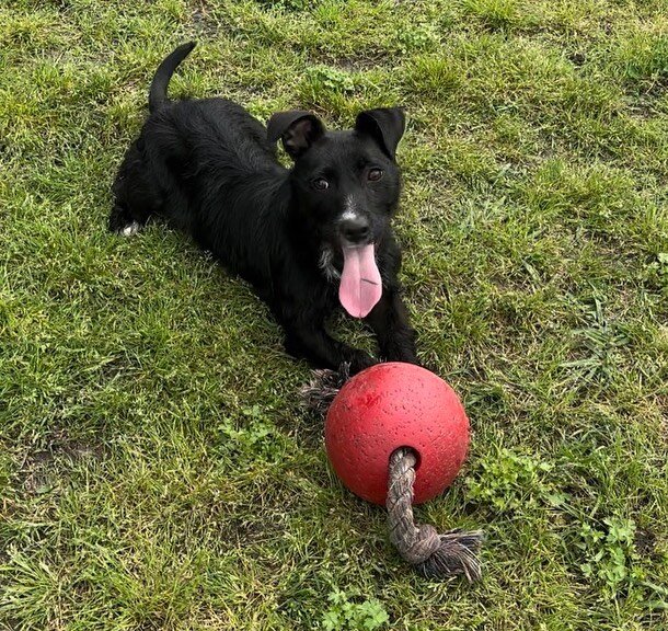 Please welcome Athena to Big Hair!She&rsquo;s an 8 month old 20 lb mixed breed high energy shortie! 🥳 https://www.bighairanimalrescue.com/