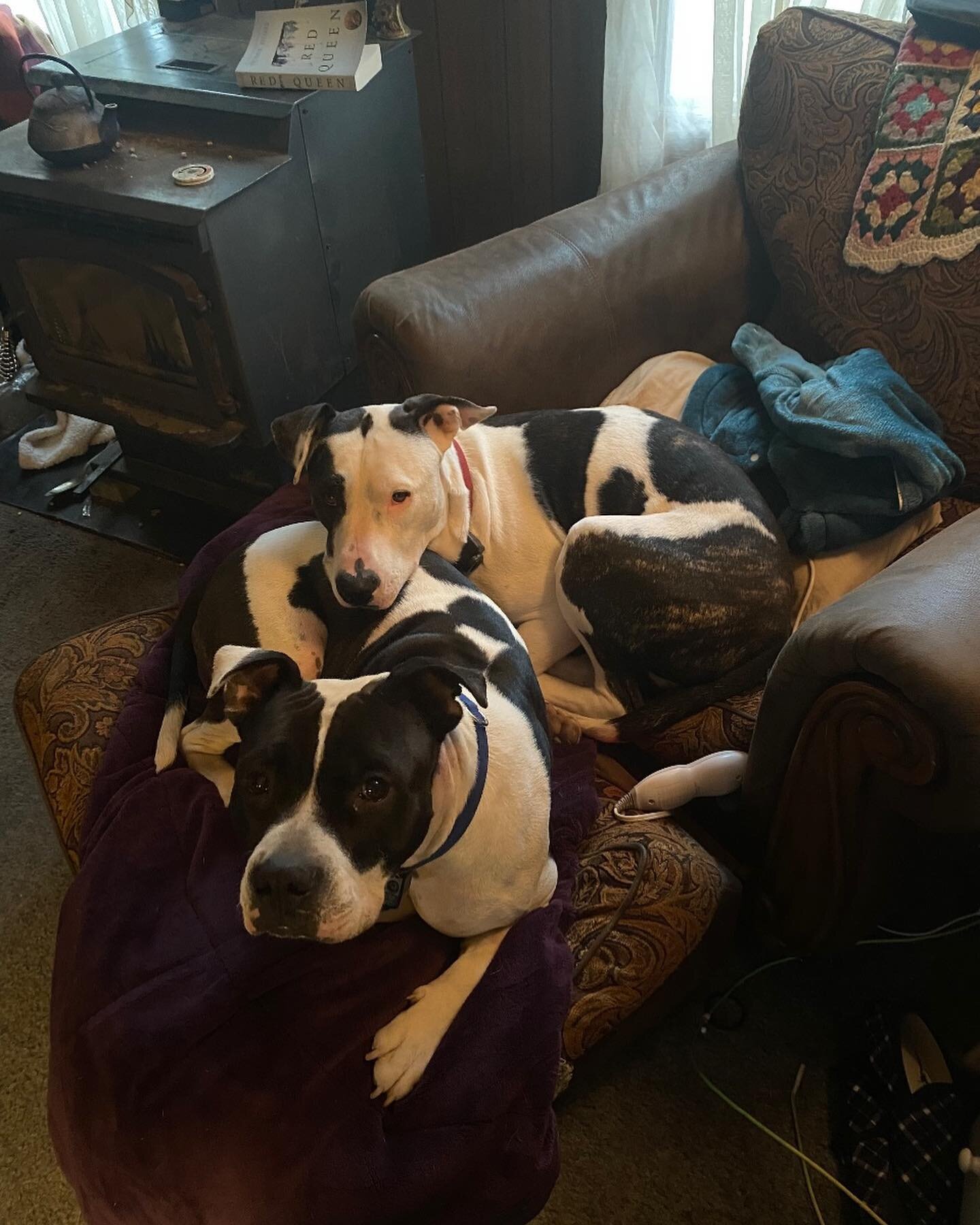 Memphis + Nash both adopted from Big Hair Animal Rescue. Both homeless strays with a million excuses for it not to work. Memphis&rsquo;s pancreas shut down. He requires insulin injections. Adopted at 18 months old his family didn&rsquo;t try to retur