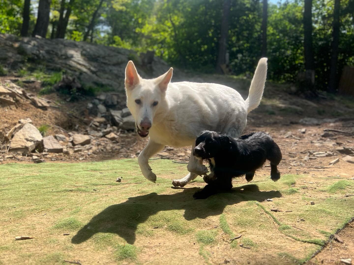 Meet Athena! Athena is a 10 month old, 20-25 lb wire haired terrier mix. She&rsquo;s high energy and social with other dogs. Athena is up to date on vaccines, spayed, crate trained and enjoys going for walks. She is an eager to please, happy little s