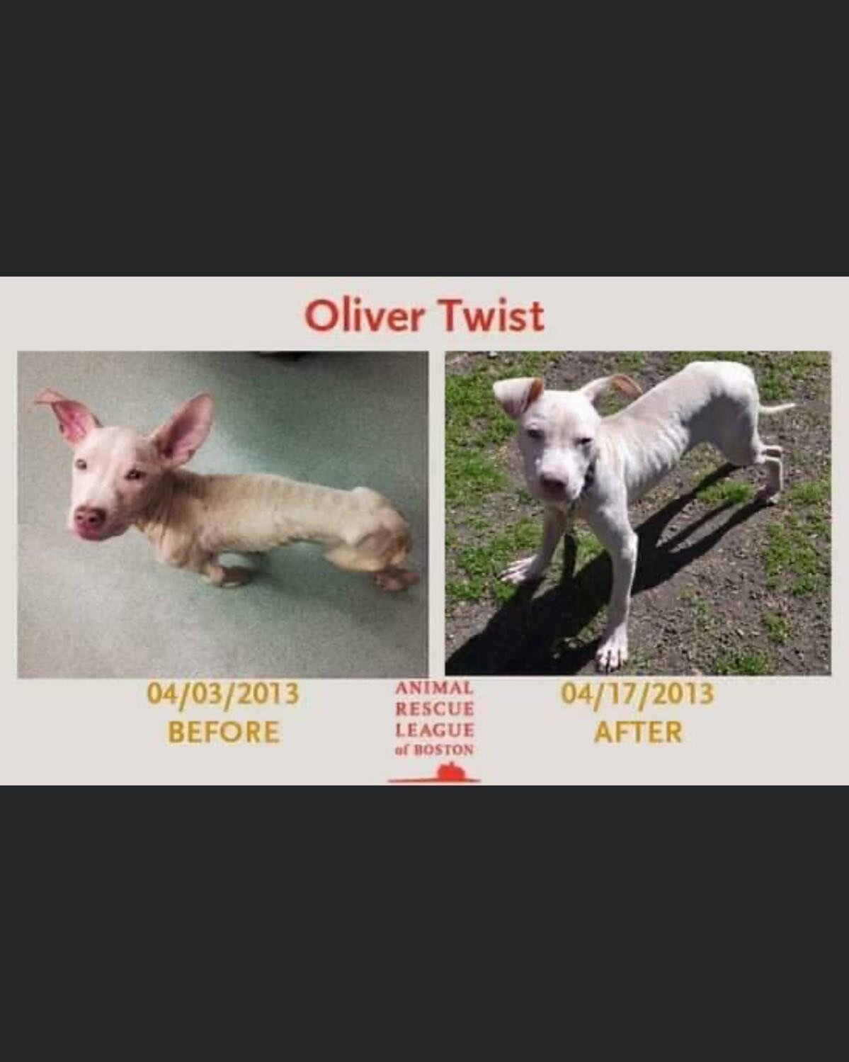 Big Hair Animal Rescue is all about the orphan + the underdog. This has always been the mission + why I do not take in owner surrenders. Oliver Twist found in Dorchester in 2013 broke the mold for me 🏆