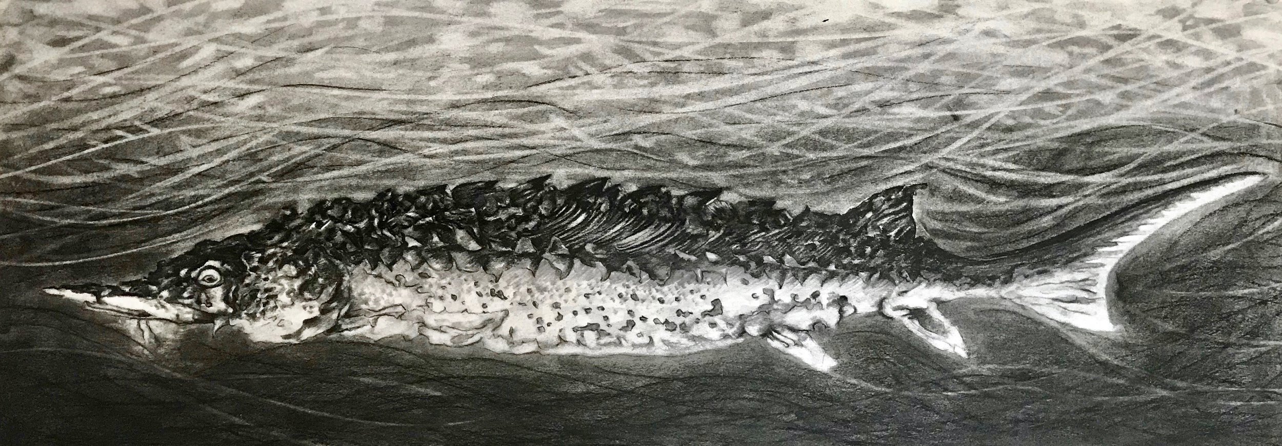 Sturgeon, KBDesrosiers, 30%22x11.25%22, charcoal.jpeg