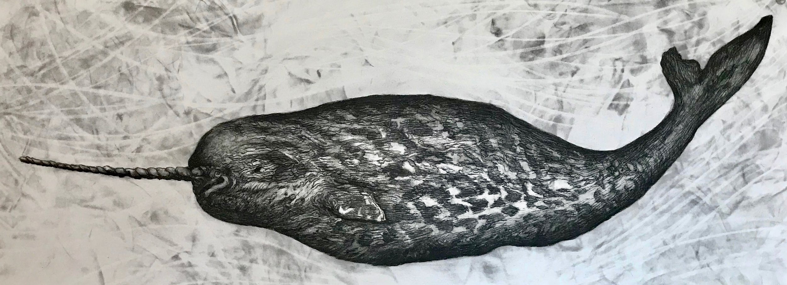 Narwhal, KBDesrosiers, 30%22x11.25%22, charcoal.jpeg