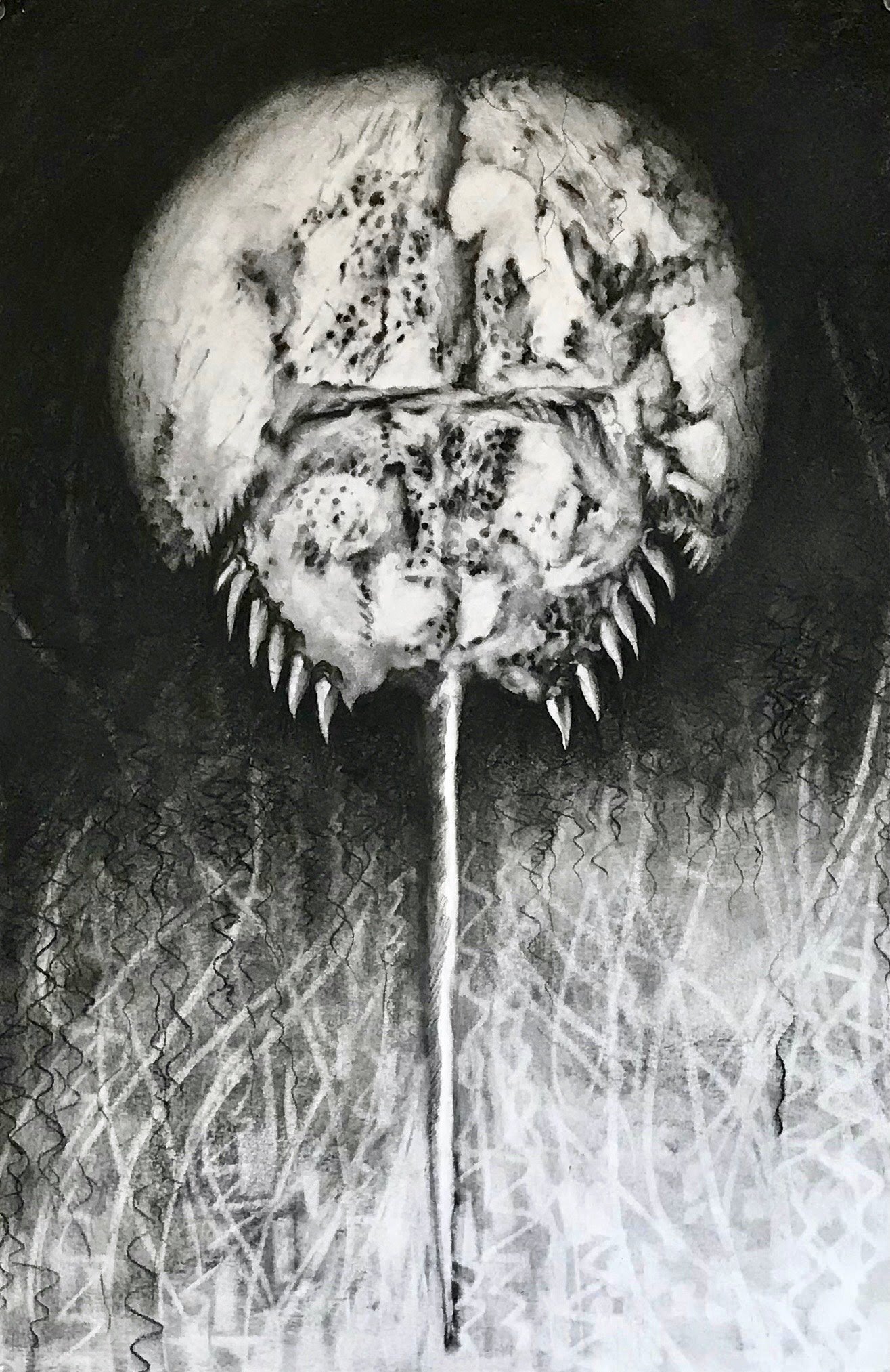 Horseshoe Crab, KBDesrosiers, 15%22x22%22, charcoal.jpeg