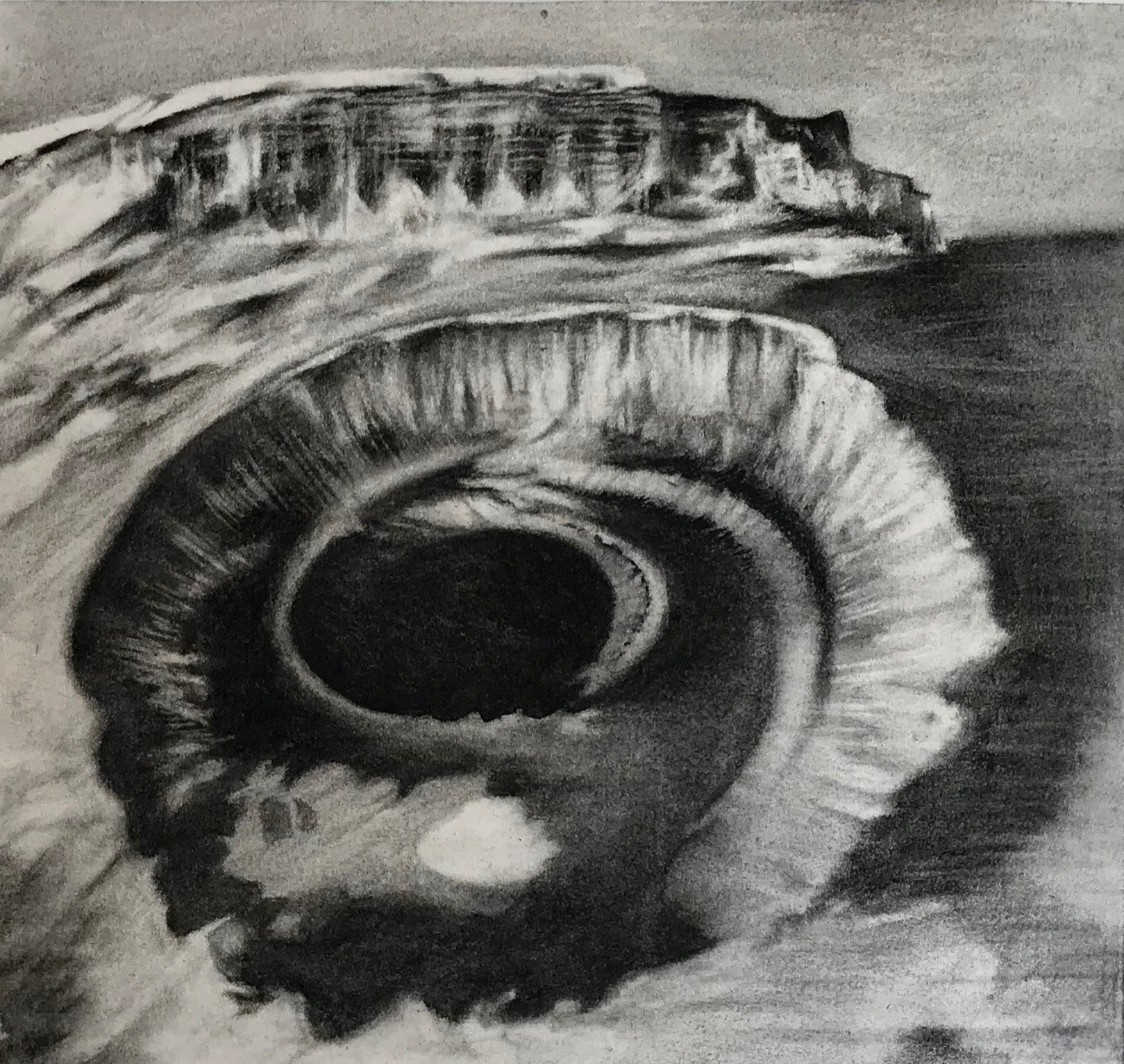 Kilimanjaro's Icy Summit,KBDesrosiers, 15%22x14%22, charcoal.jpeg