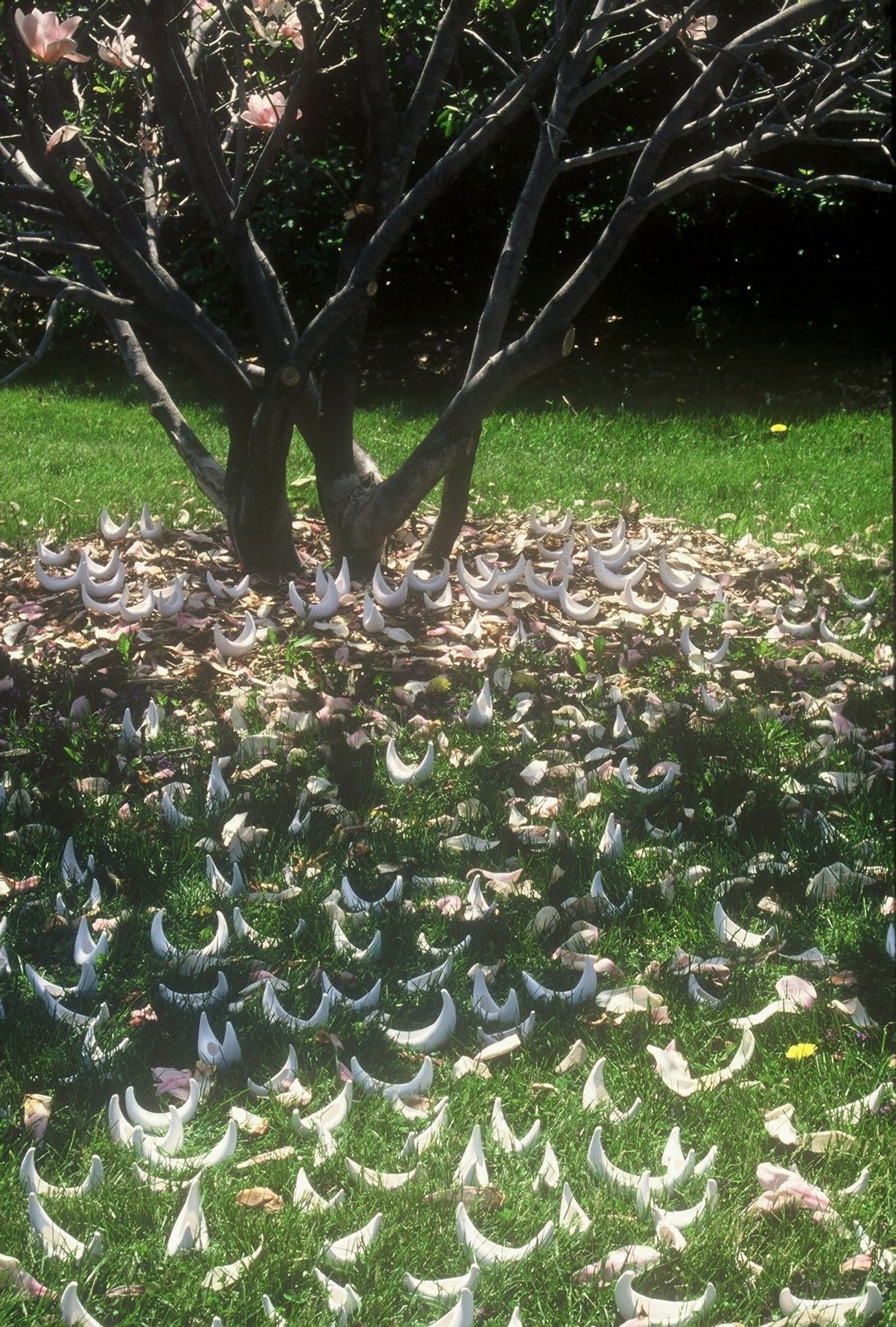 Fleet Under Magnolia, closer view, Newburgh, ME,KBDesrosiers, installation of clay forms.jpeg