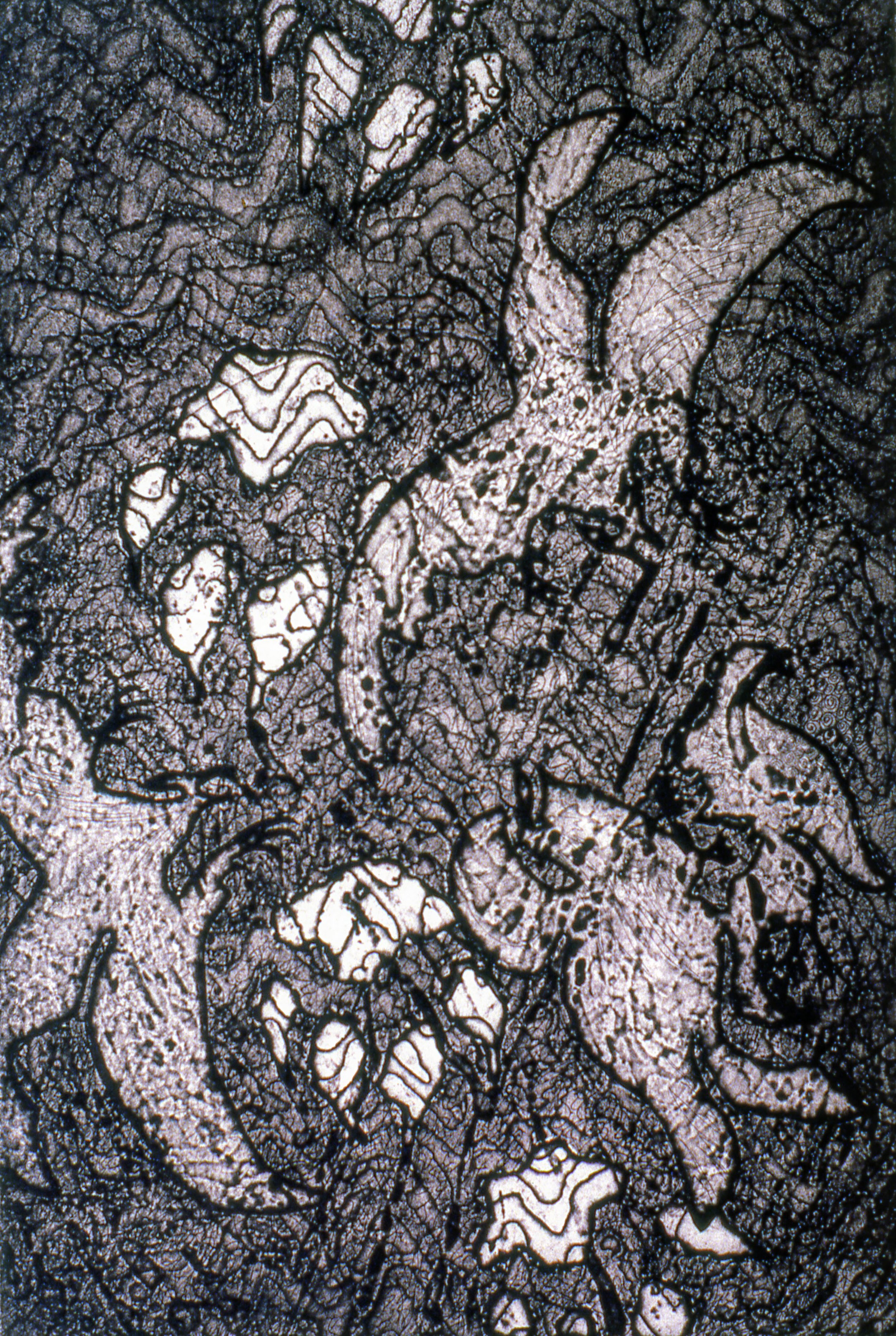 Ravens and Wolf Prints, KBDesrosiers, 12%22x18%22, intaglio.jpeg