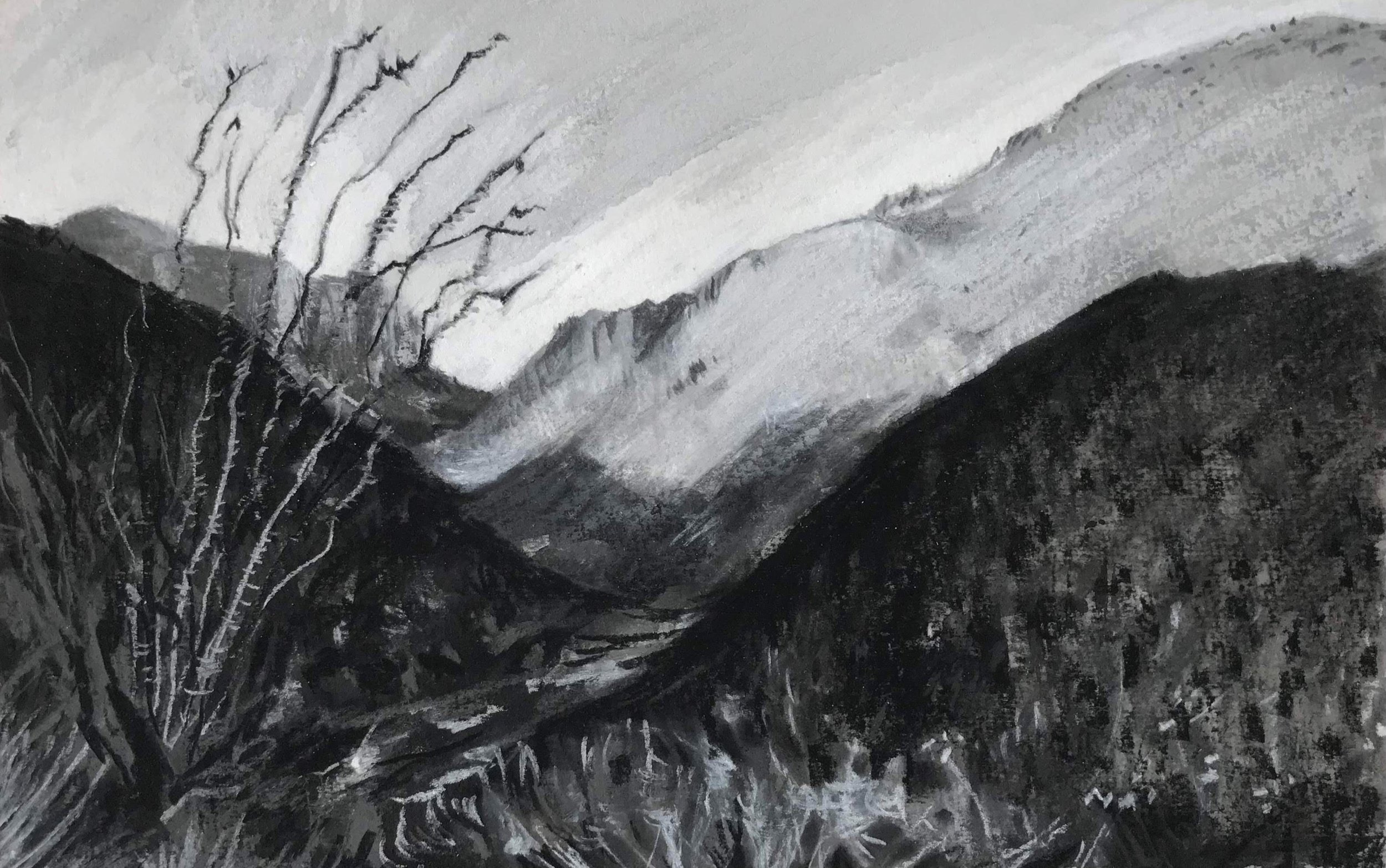 Sabino Ocotillo, KBDesrosiers, 8.5%22x5.25%22, charcoal and chalk.jpeg