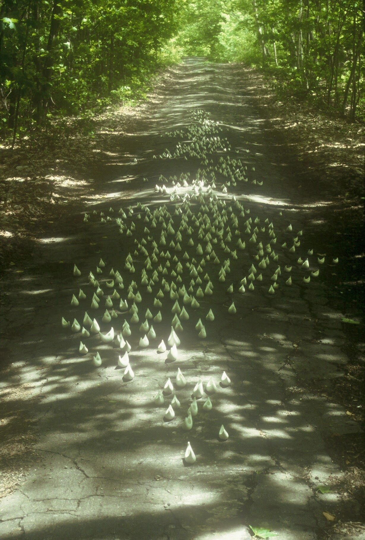 Fleet on Overgrown Indian Trail, frontal view,Dixmont, ME,KBDesrosiers, installation of clay forms.jpeg
