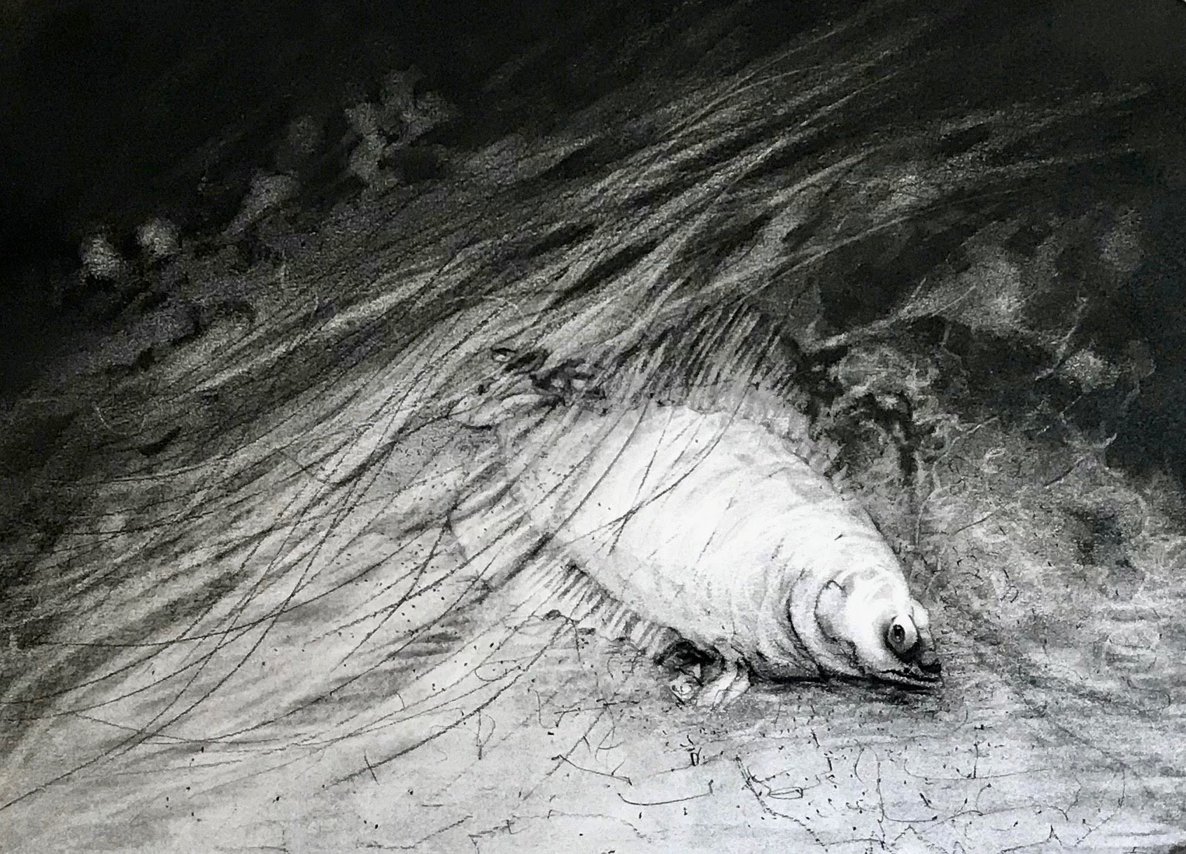 Flounder., KBDesrosiers, 15%22x11%22, charcoal.jpeg