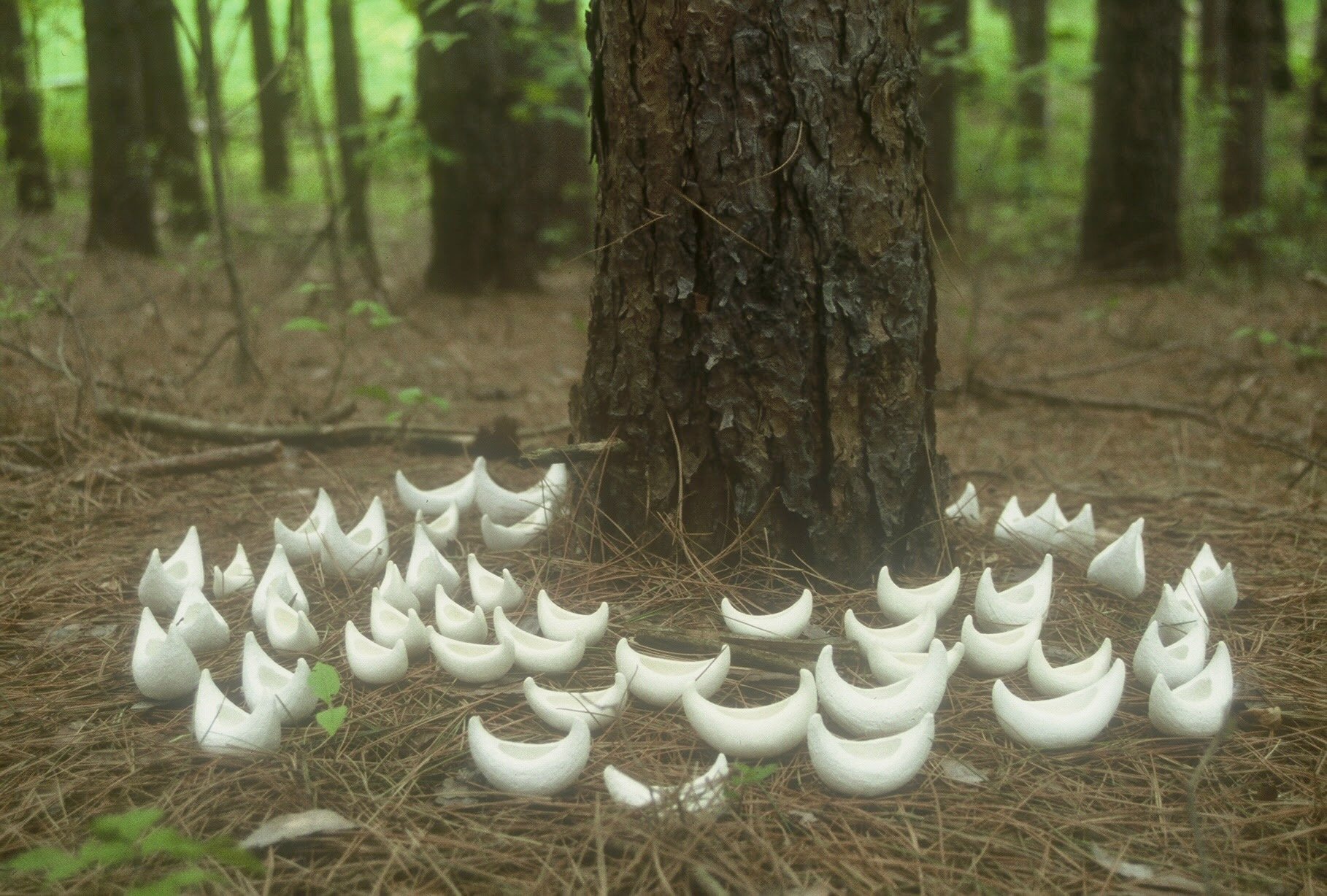 Fleet In a Pine Plantation, Merril, WI, KBDesrosiers, installation of clay forms.jpeg