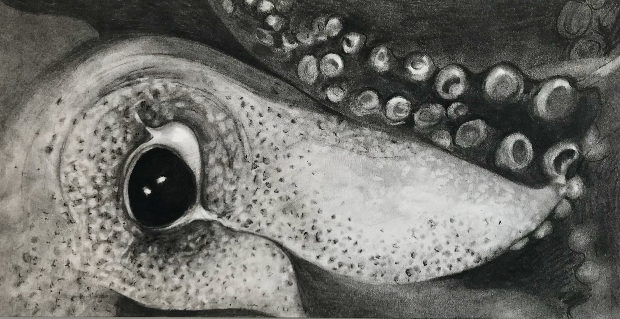 Squid's Eye, KBDesrosiers, 12%22x6.25, charcoal.jpeg