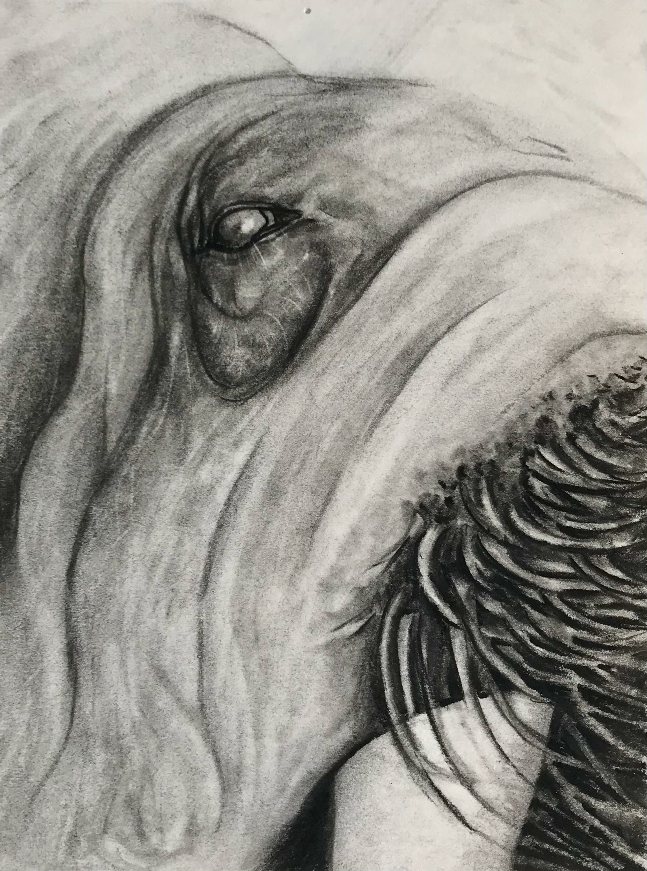 Sea Lion's Eye, KBDesrosiers, 5%22x6.75%22, charcoal.jpeg