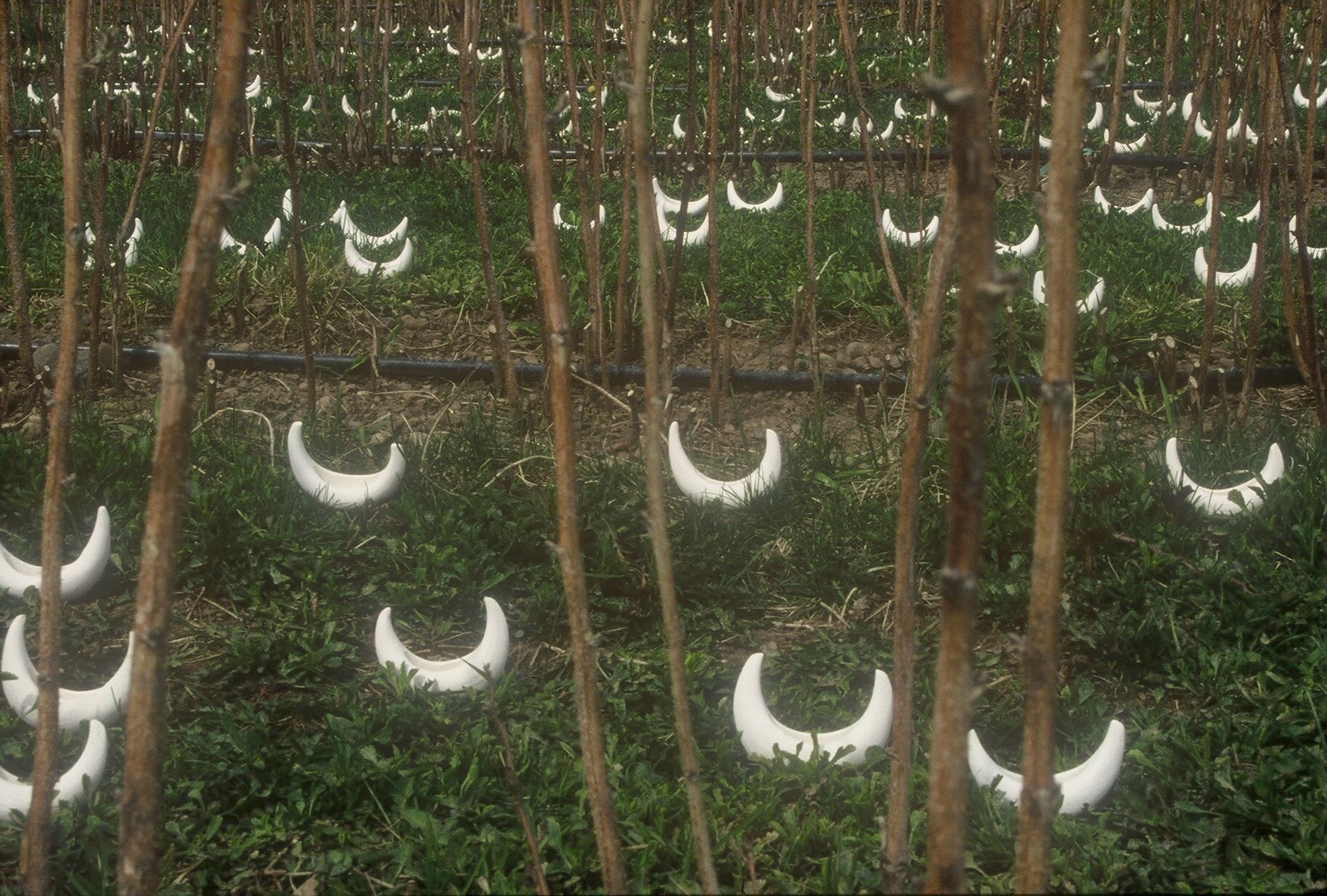 Fleet Running through the Raspberry Rows, Merrill, WI, KBDesrosiers, installation of clay forms.jpeg