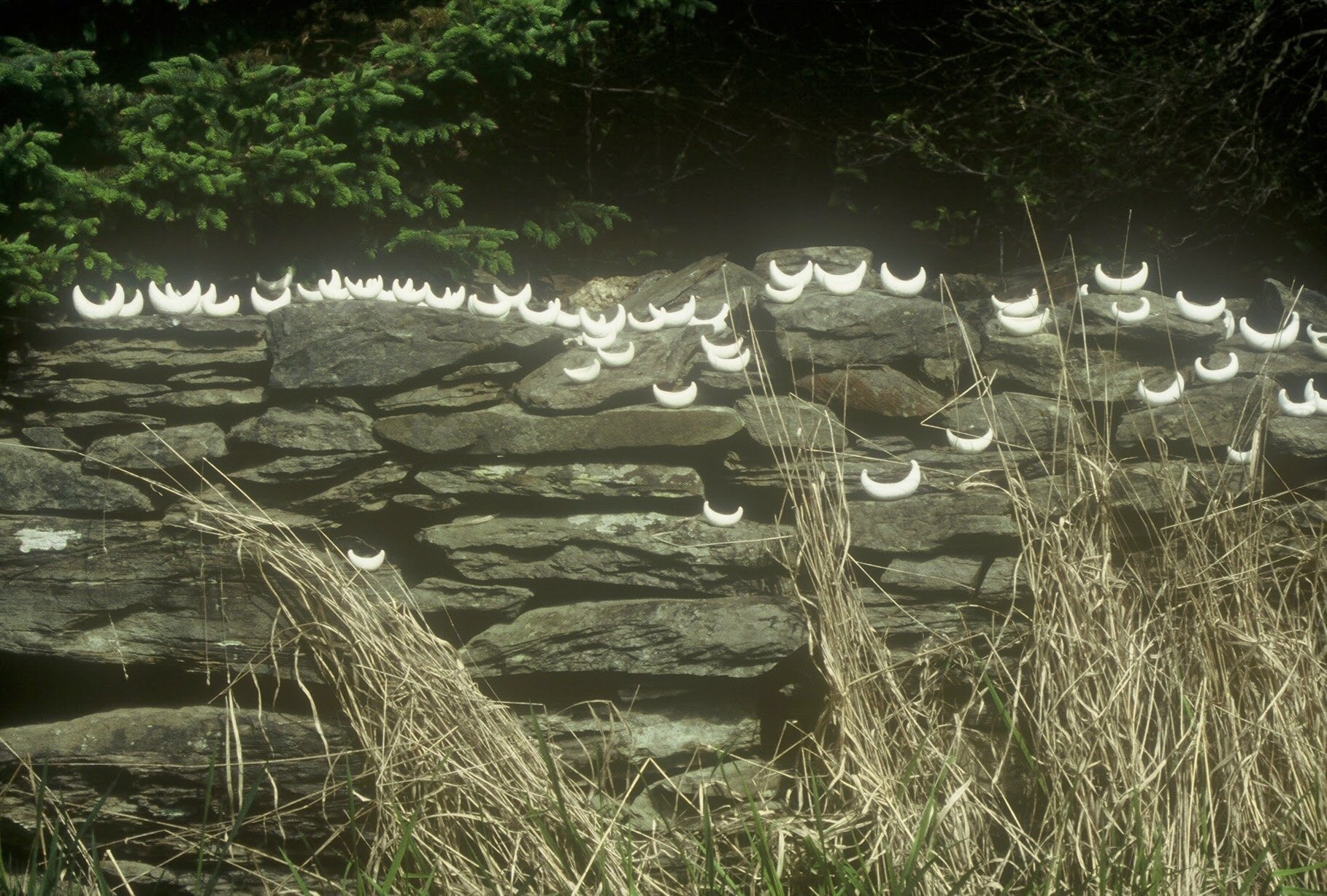 Fleet along Stone Wall, Newburgh, ME, KBDesrosiers, installation of clay forms.jpeg