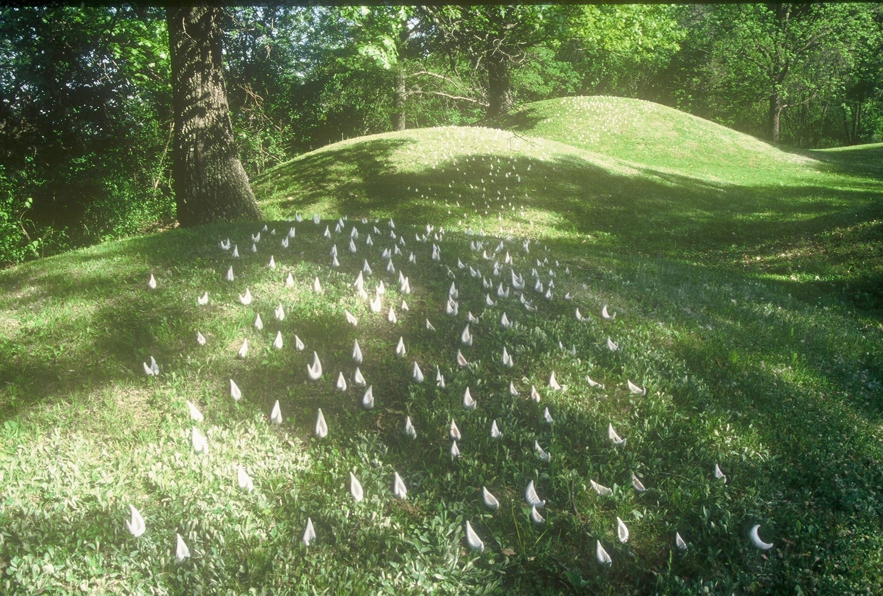Fleet on Effigy Mounds, IO,horizontal view, KBDesrosiers, installation of clay forms.jpeg