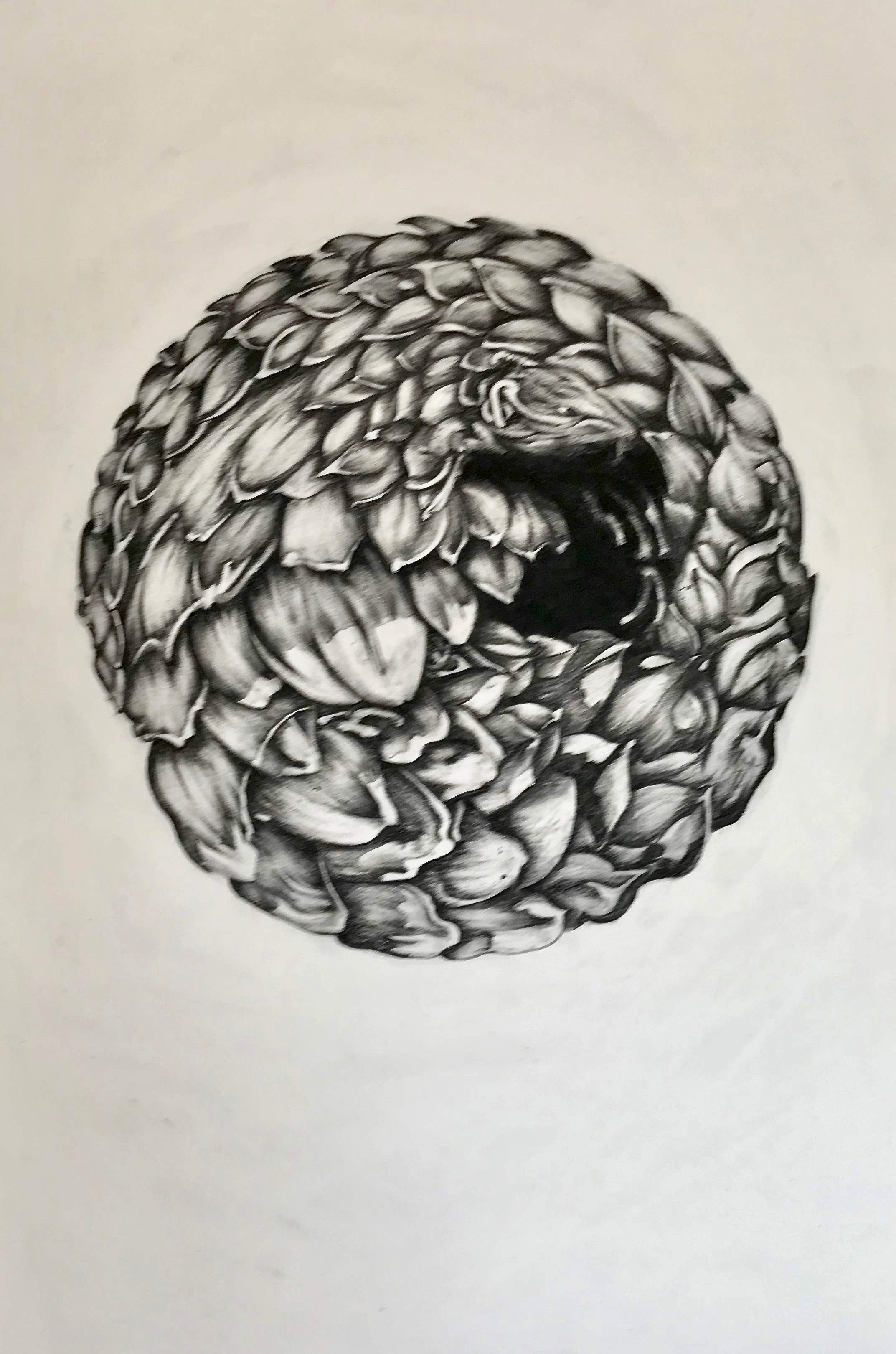 Pangolin, KBDesrosiers, 15%22x22%22, charcoal.jpeg