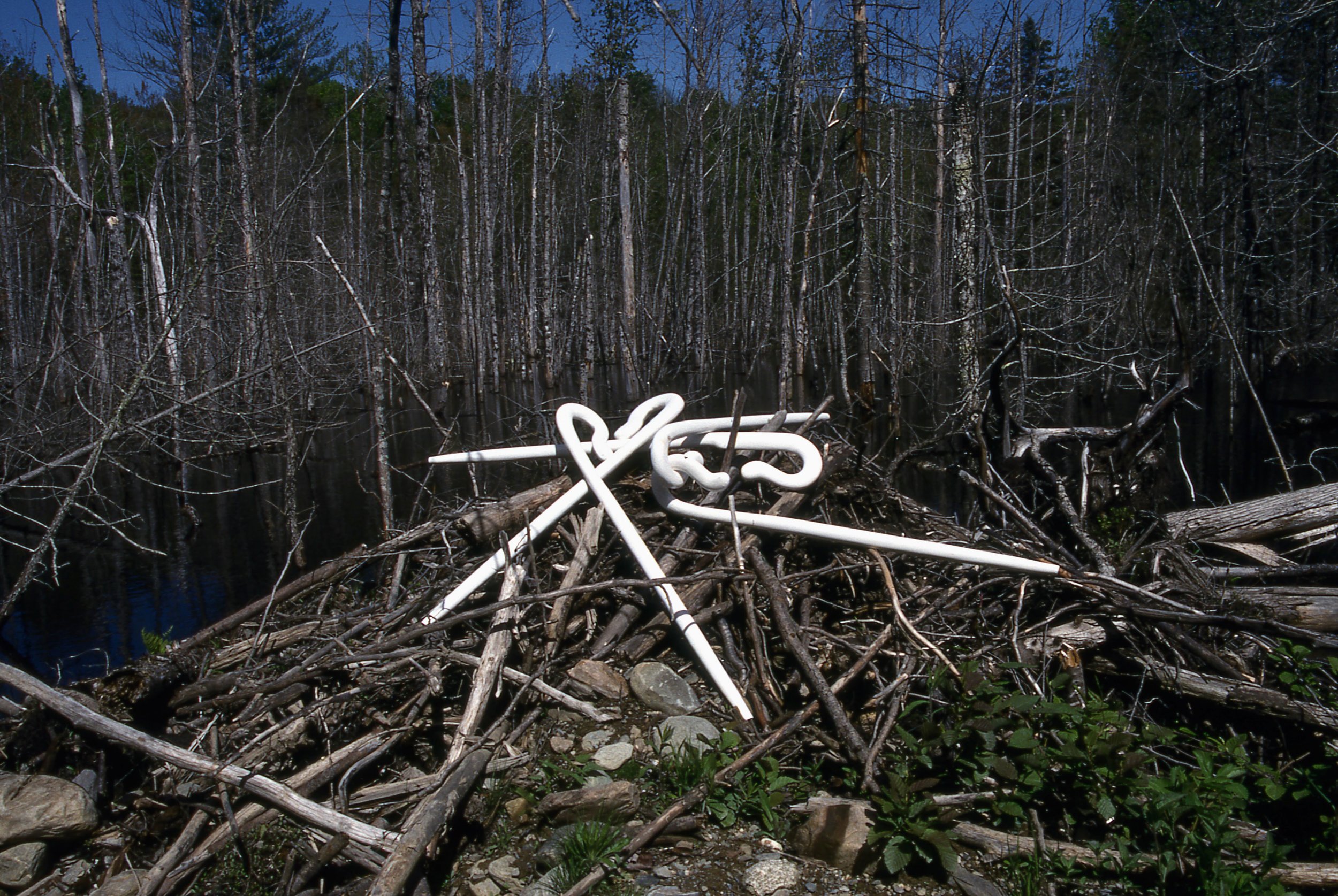 Canes on a Beaver Dam, KBDesrosiers, installation, carved and painted firewood.jpeg